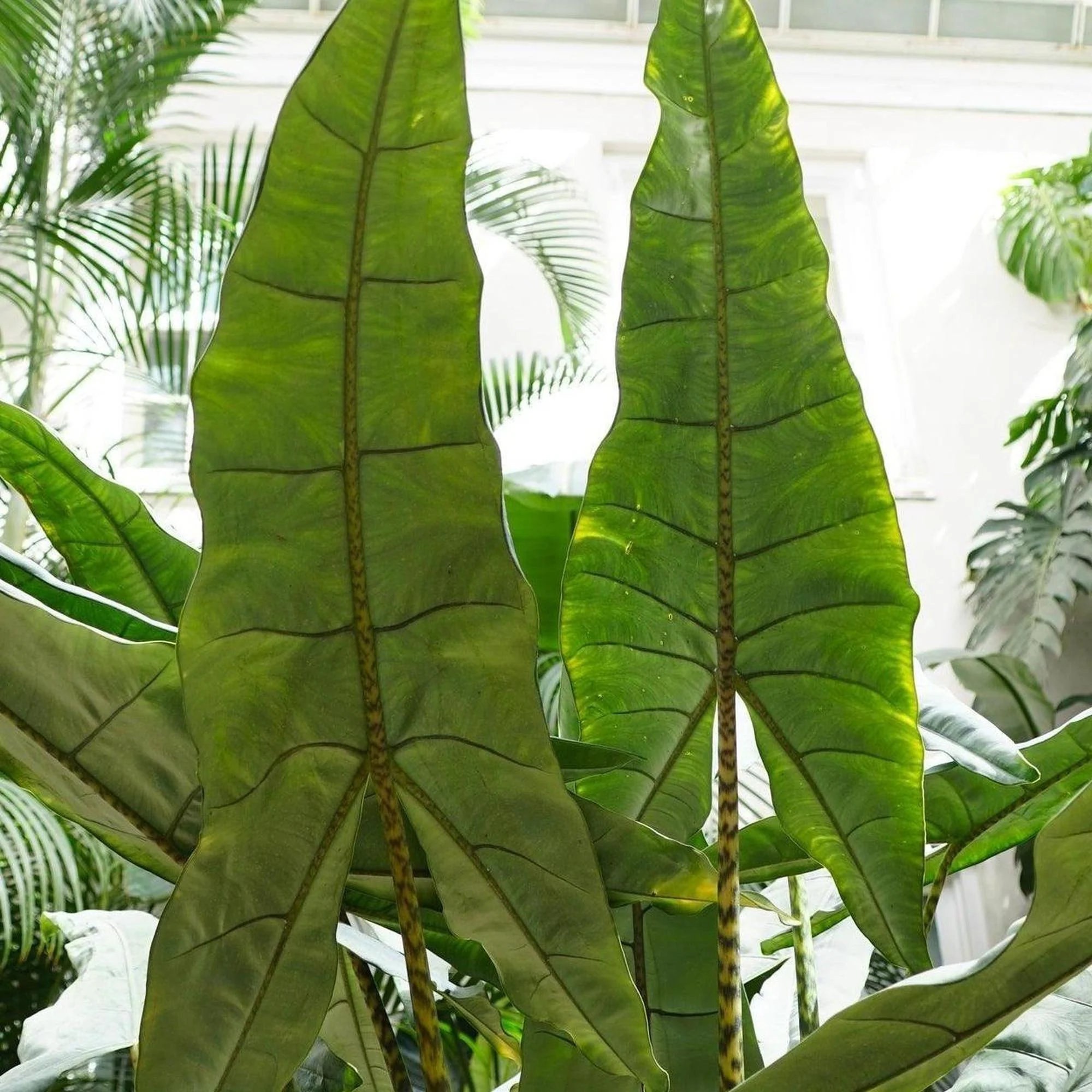 African Mask Plant - Alocasia × amazonica