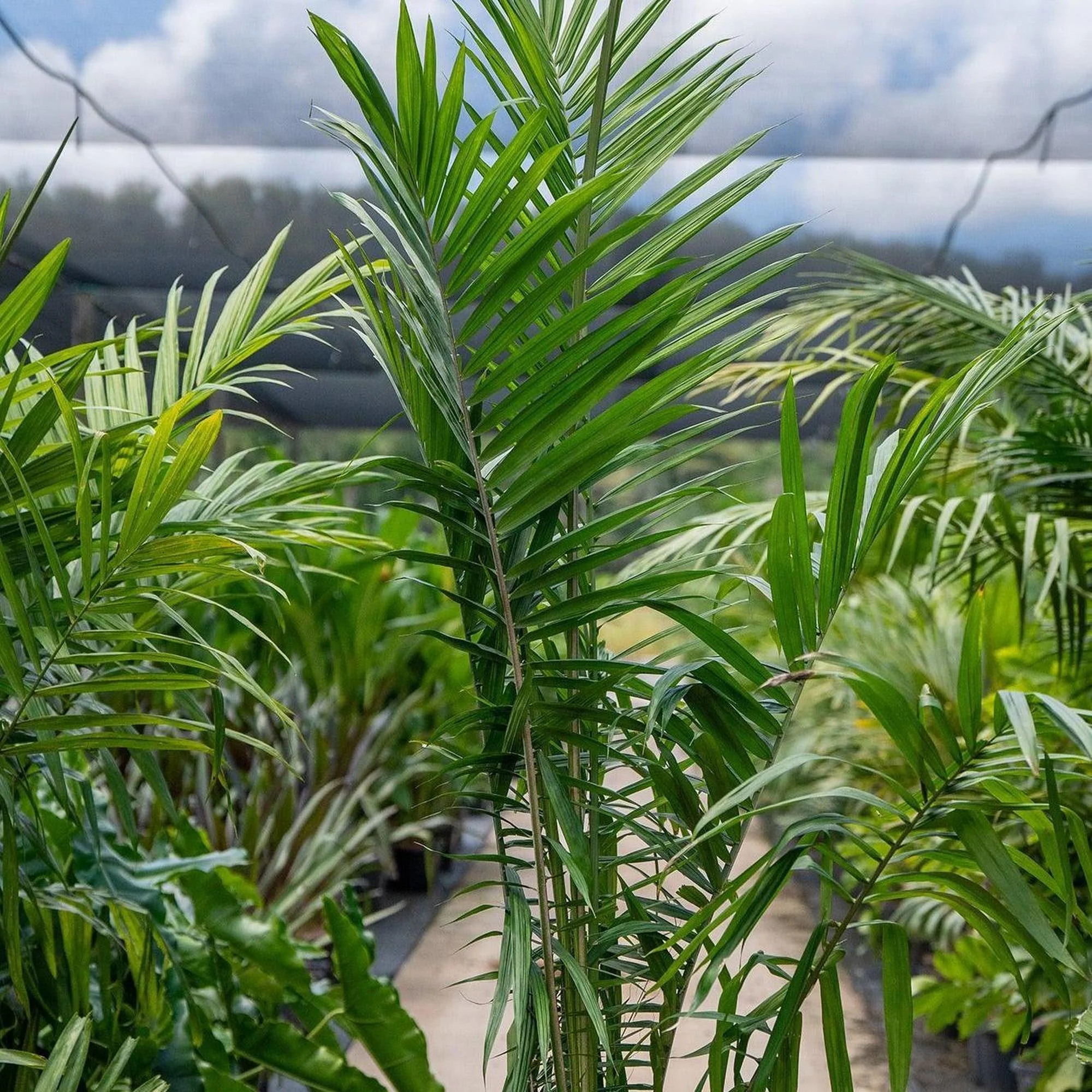 African Oil Palm - Elaeis guineensis