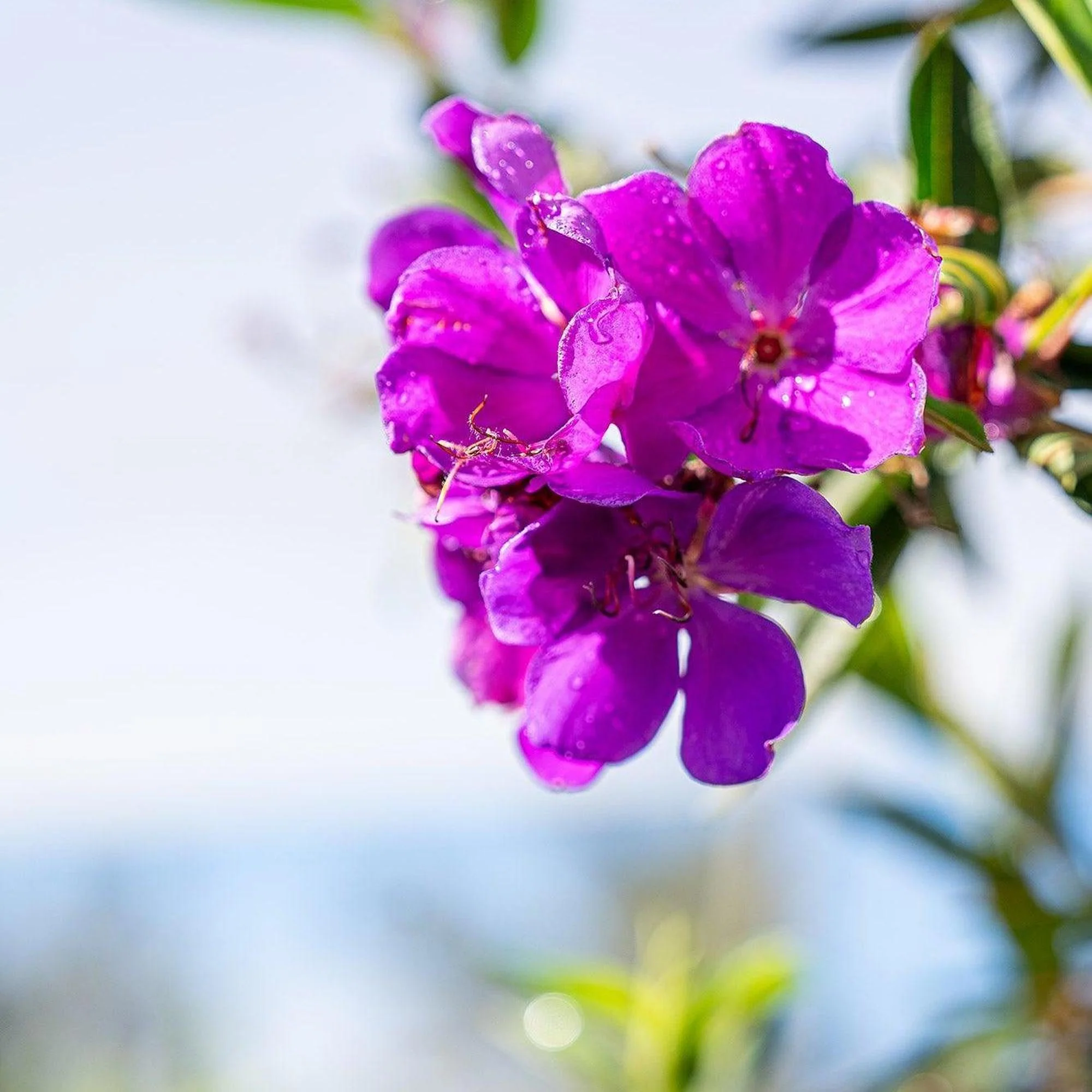 Alstonville Tibouchina - Tibouchina lepidota 'Alstonville' - Image 3