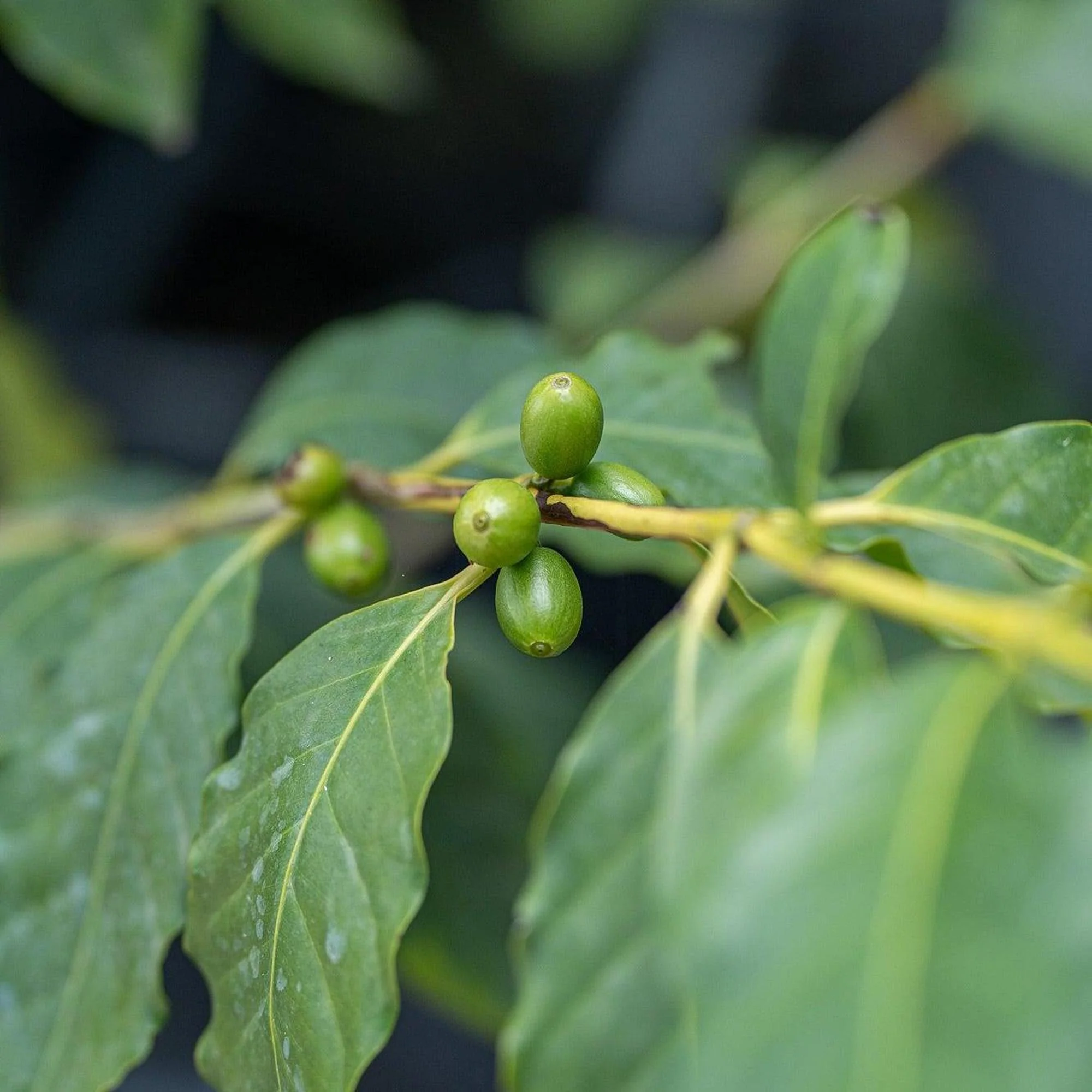 Arabic Coffee Plant - Coffea arabica