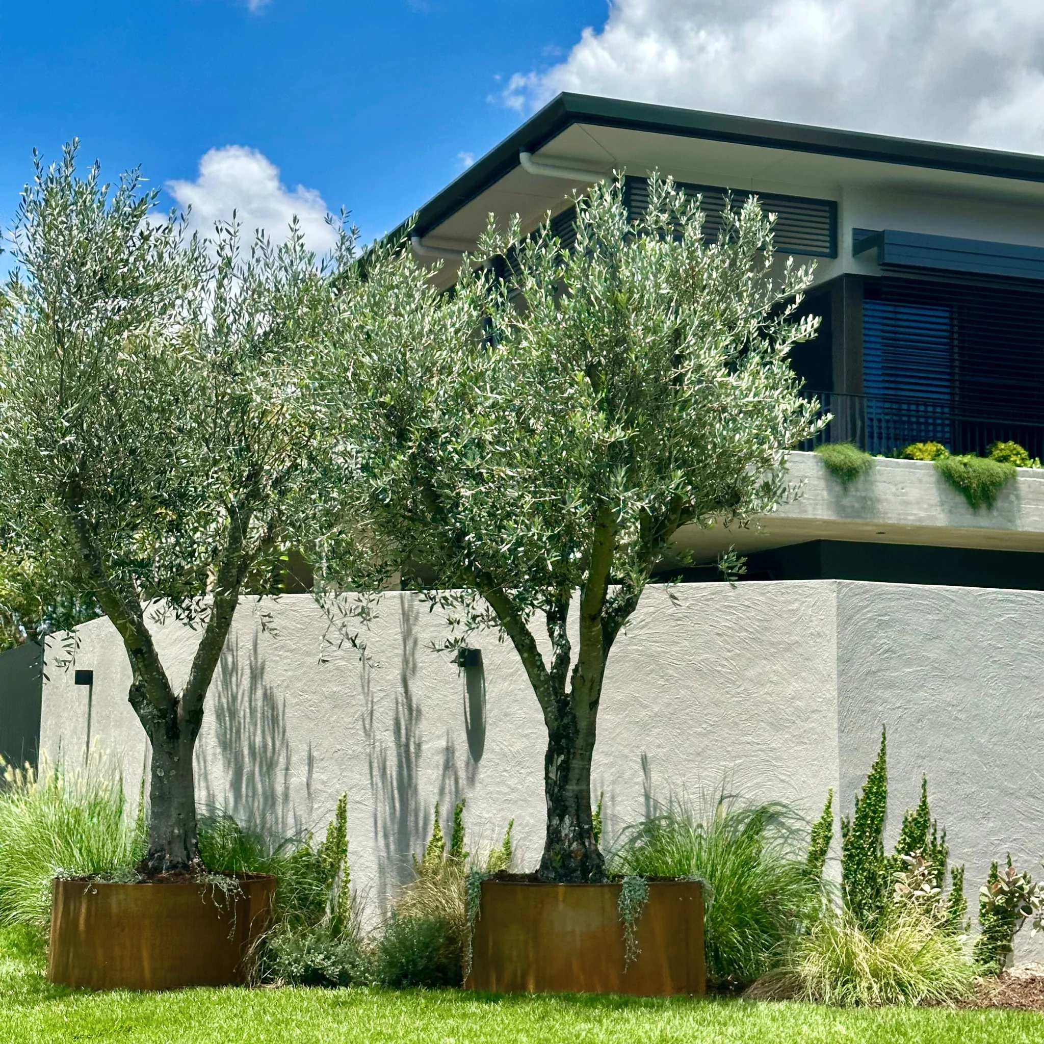 Arbequina Olive Tree - Olea europaea 'Arbequina'