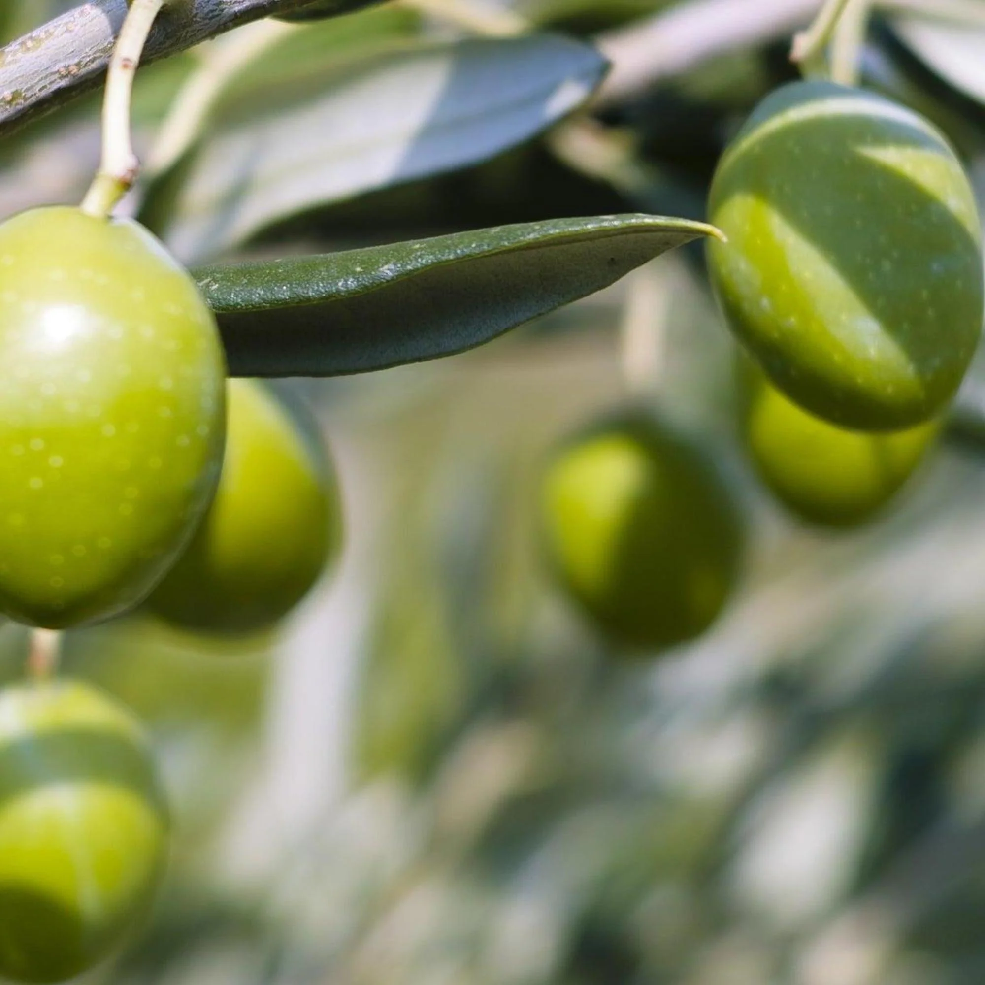 Arbequina Olive Tree - Olea europaea 'Arbequina' - Image 2