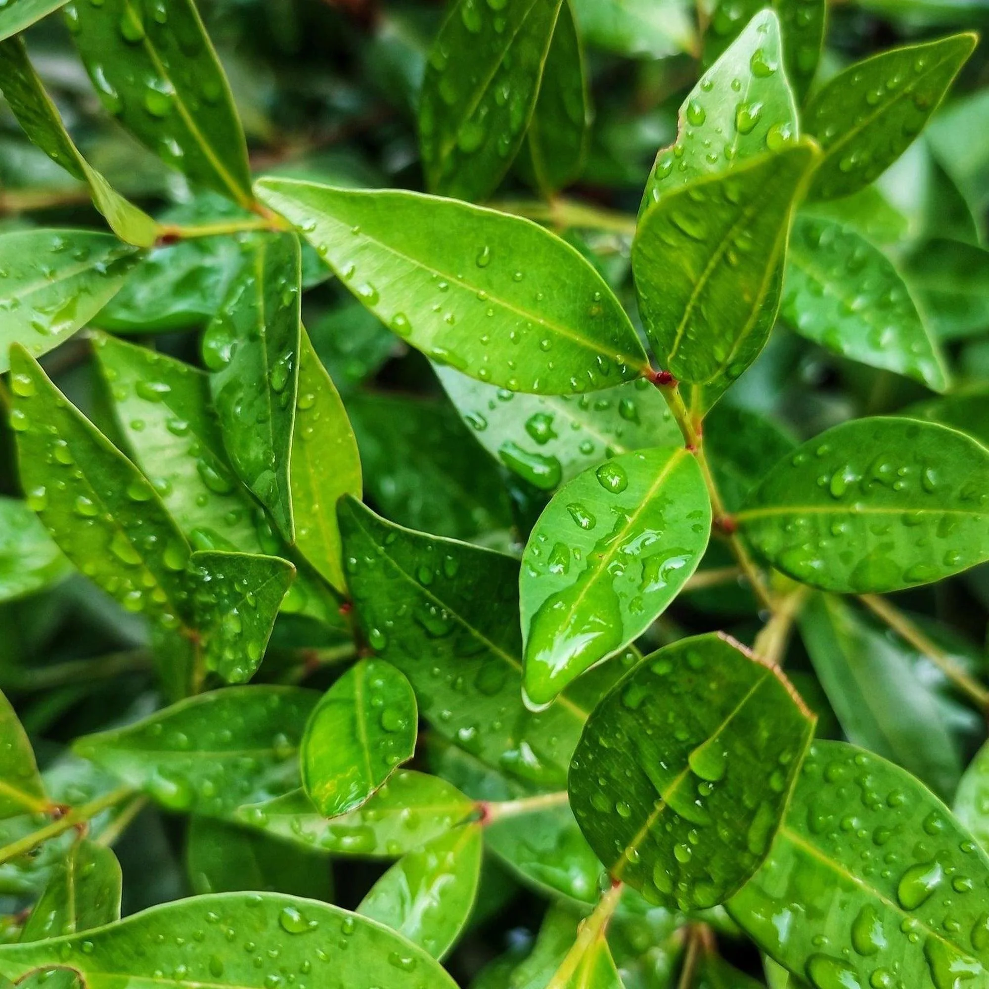 Baby Boomer Syzygium - Syzygium australe 'Baby Boomer' - Image 2