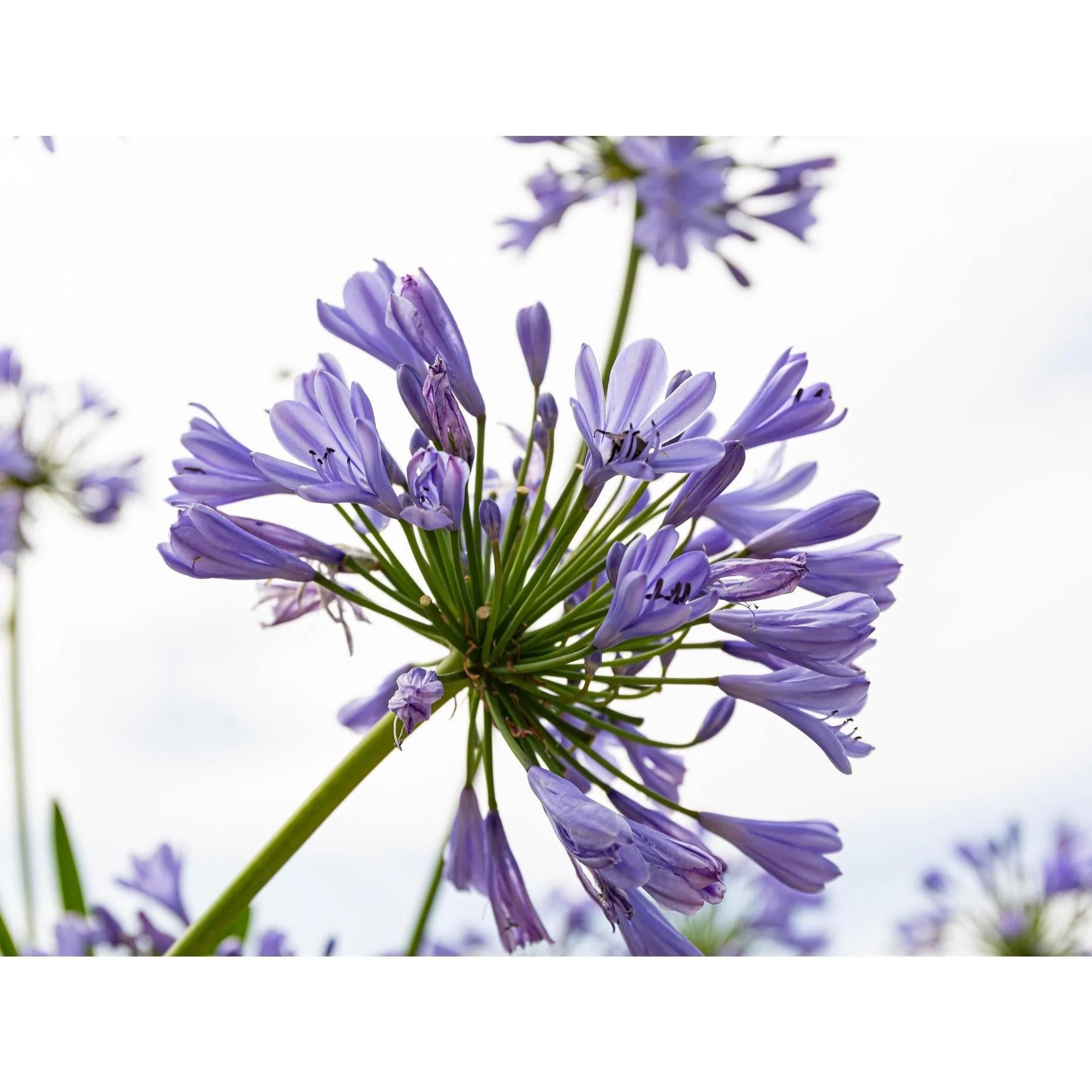 Baby Periwinkle Agapanthus - Agapanthus 'Baby Periwinkle' - Image 2