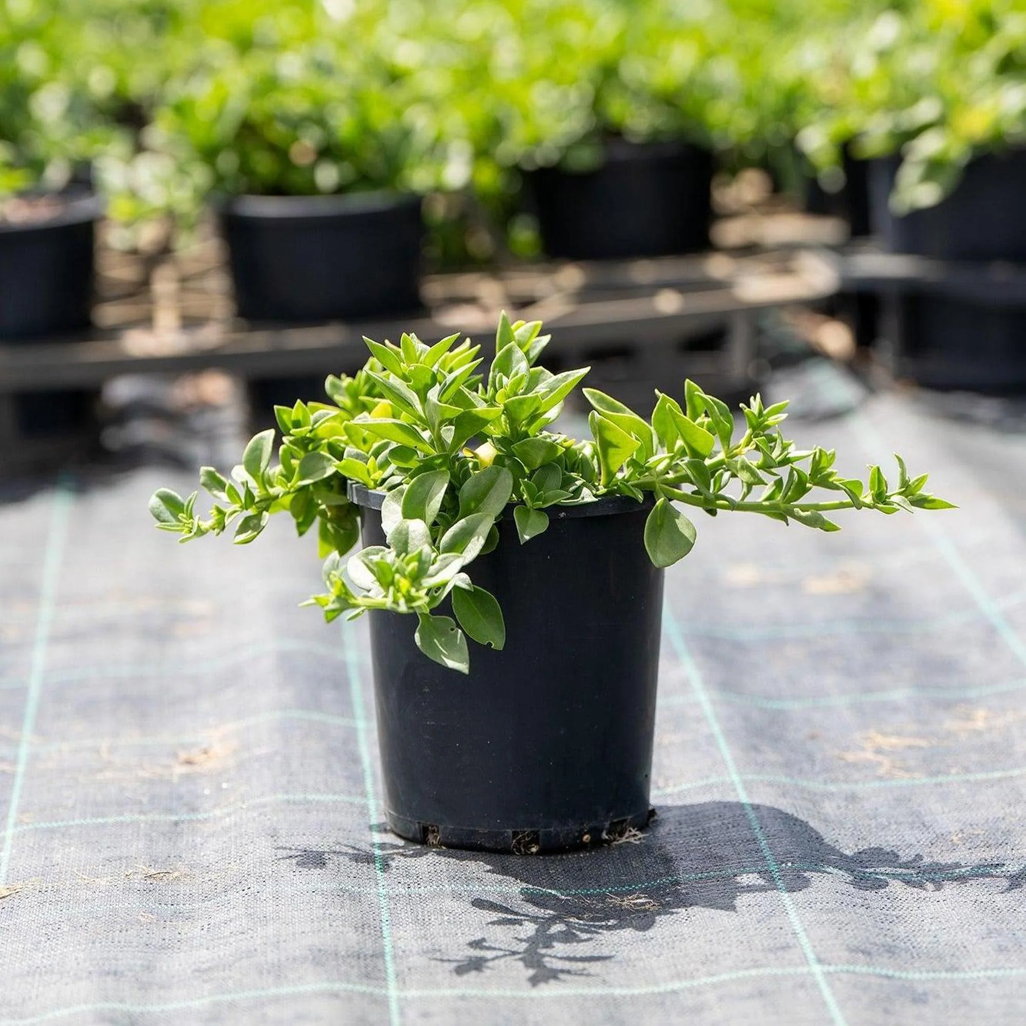 Baby Sunrose - Aptenia cordifolia - Image 2