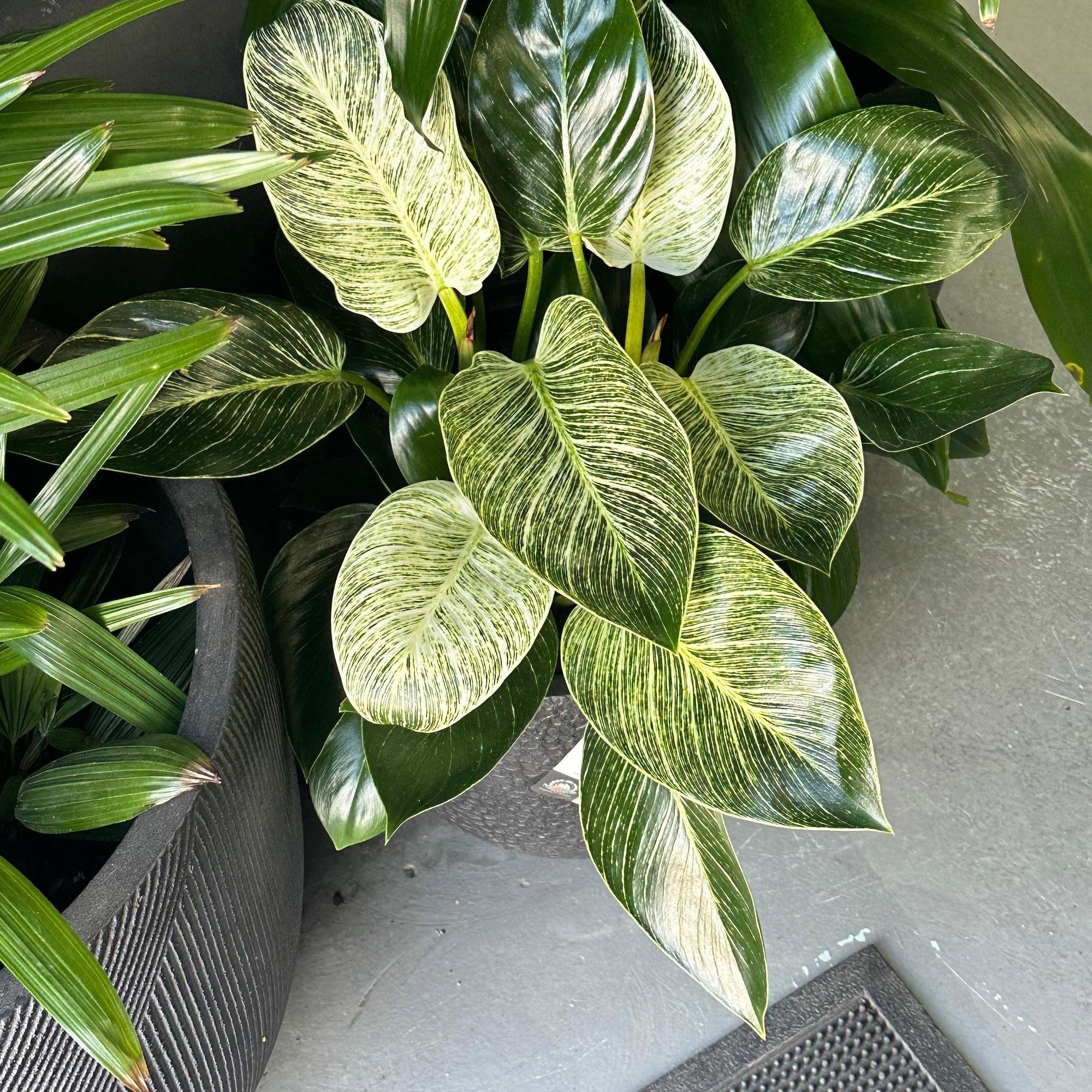Birkin Philodendron - Philodendron 'Birkin' - Image 2