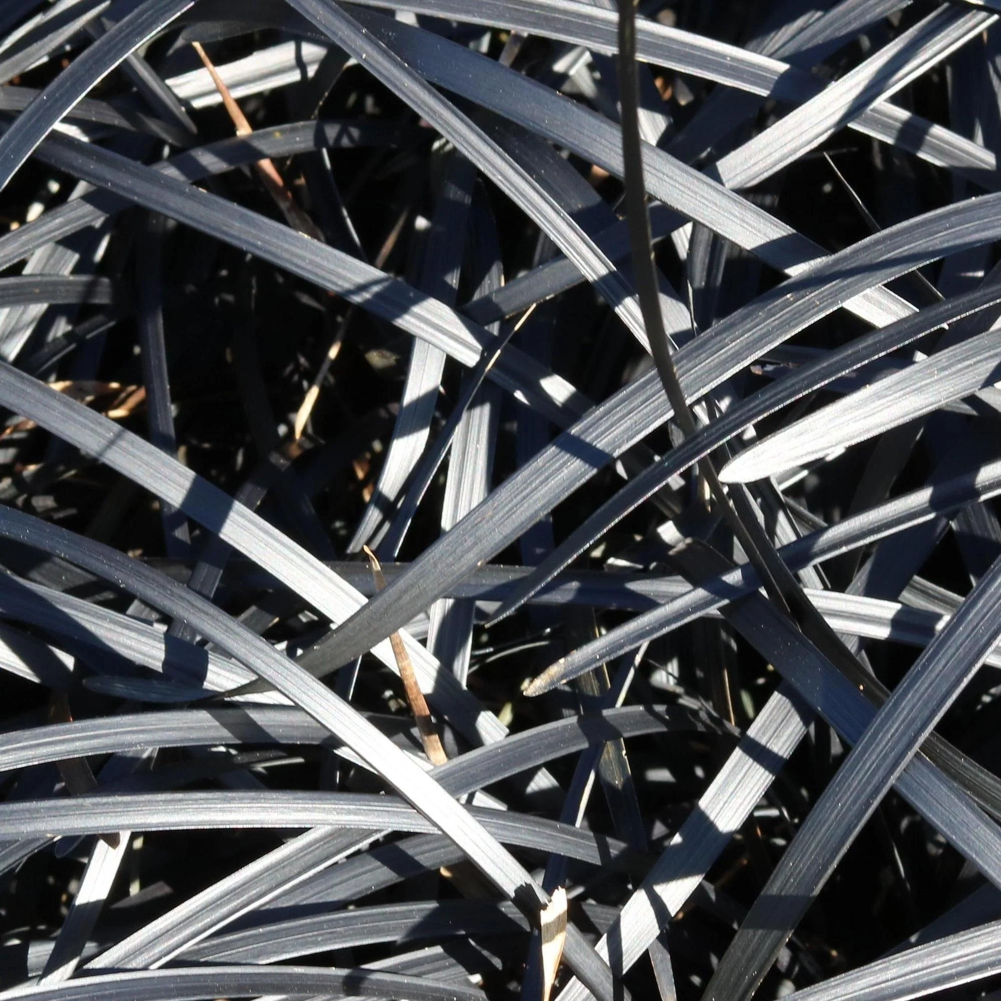 Black Mondo Grass - Ophiopogon planiscapus 'Nigrescens' - Image 3