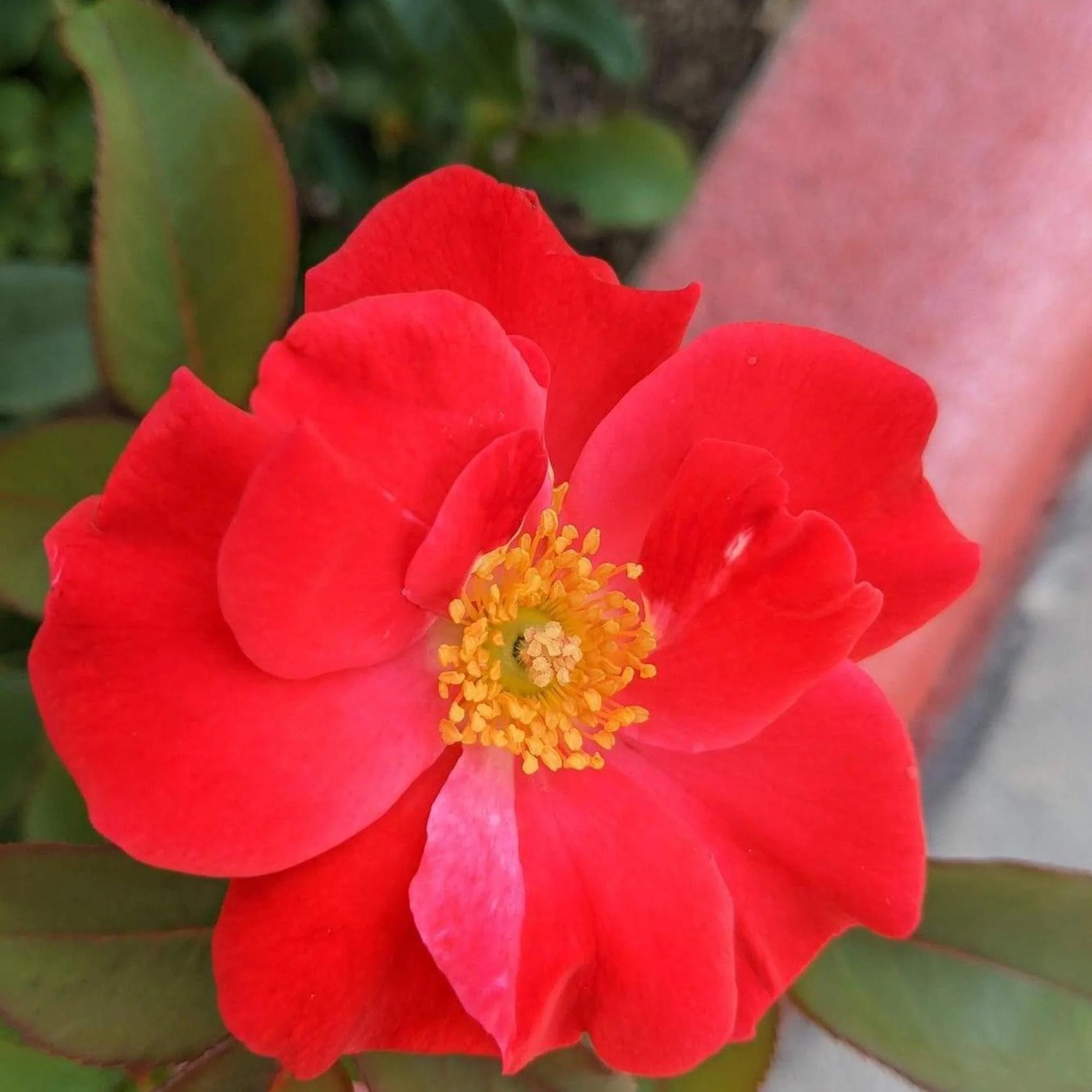 Bonanza Camellia - Camellia sasanqua 'Bonanza'
