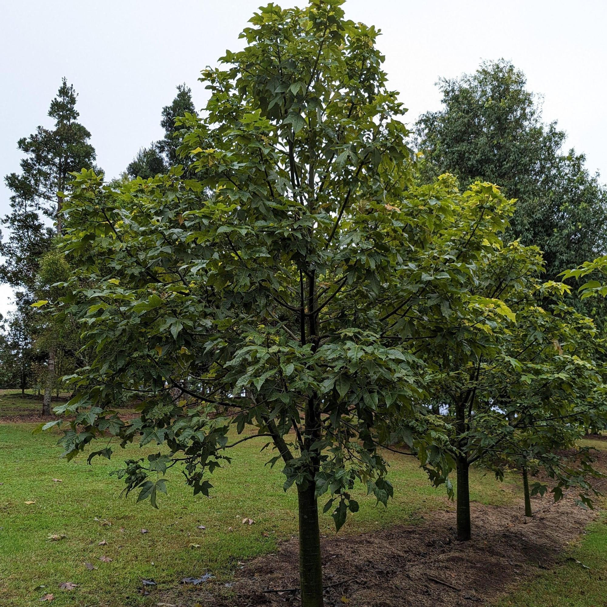 Top Flowering Trees in Australia