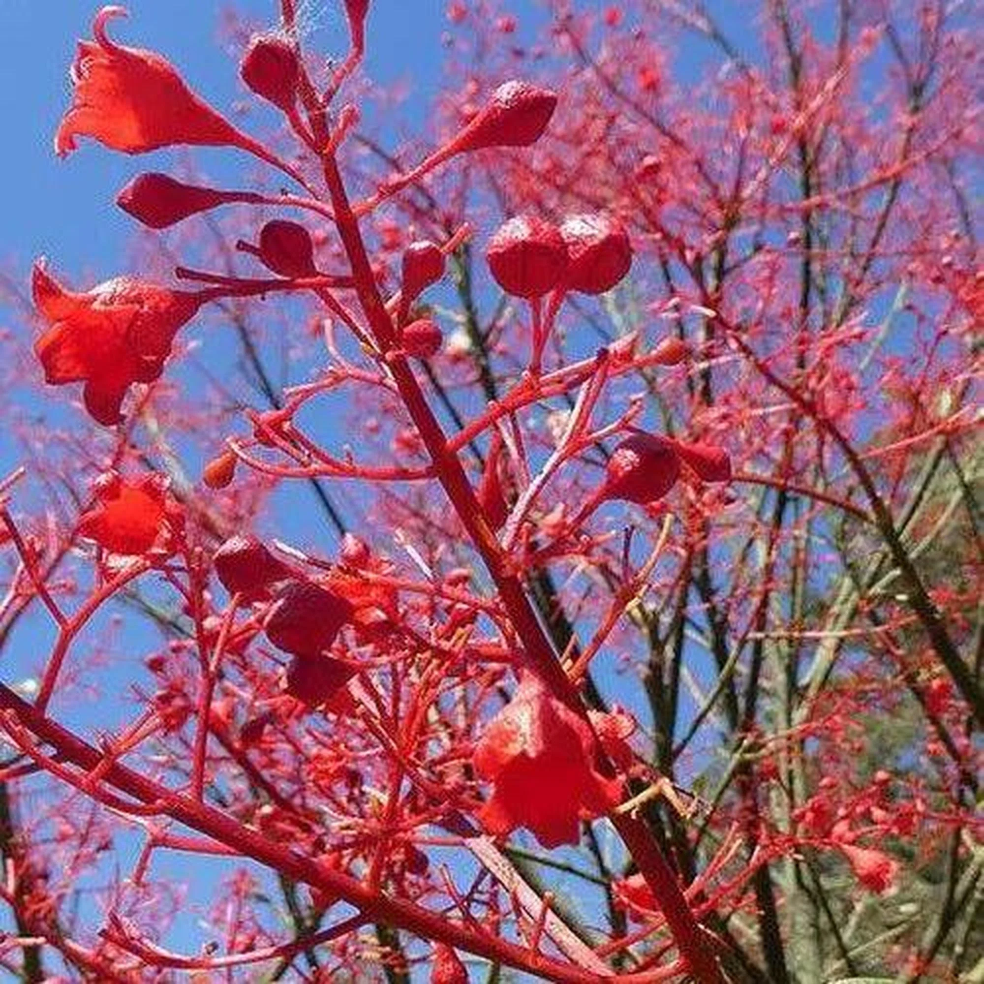 Brachychiton acerifolius (Flame Tree) - Ex Ground - Image 2