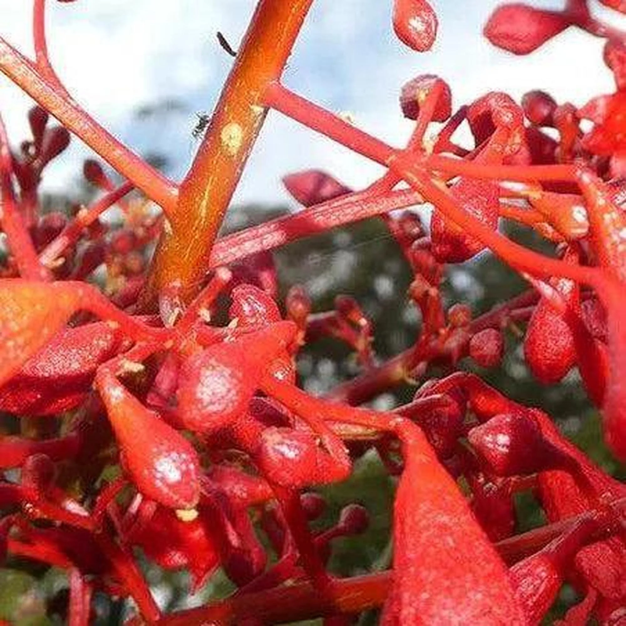 BRACHYCHITON acerifolius x bidwillii (Red Robin) grafted - Ex Ground - Image 2