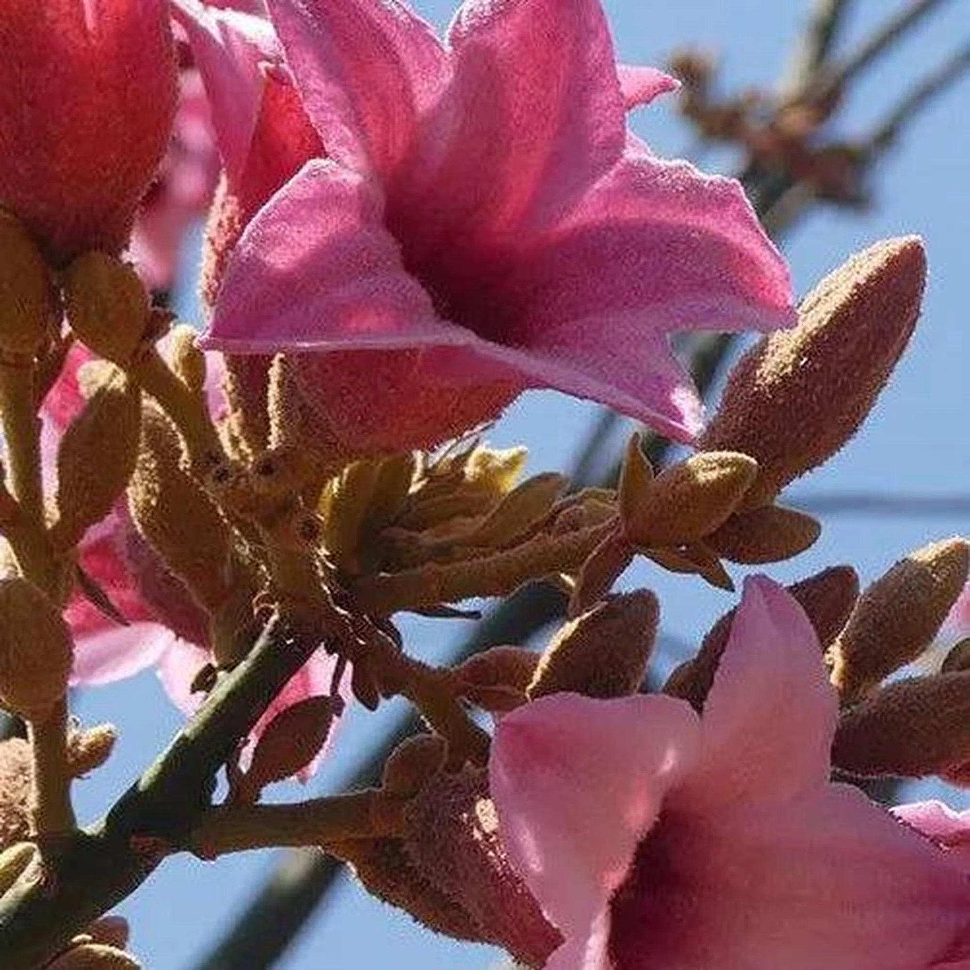 BRACHYCHITON discolor Highfields Pink (Lacebark) grafted - Ex Ground - Image 2