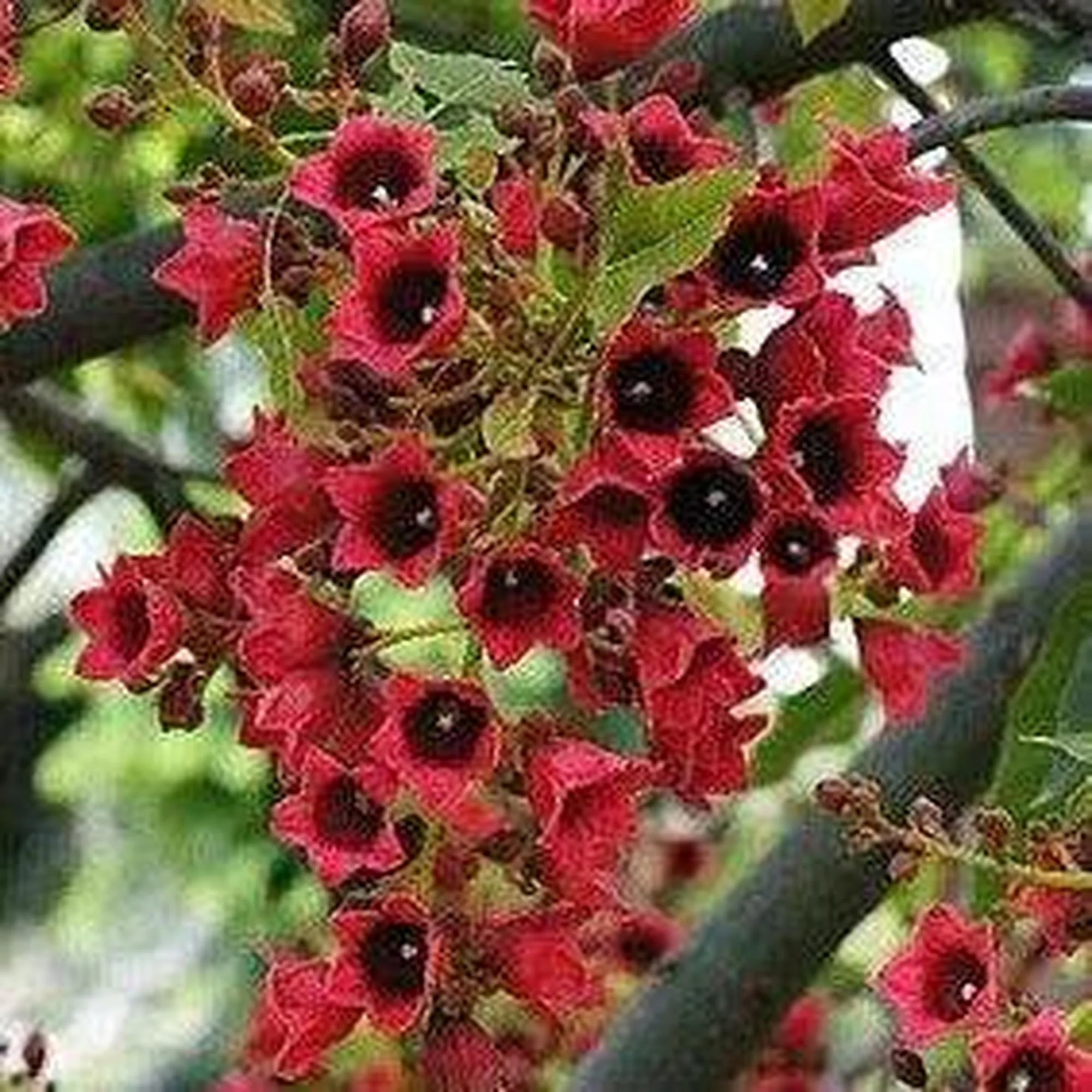 BRACHYCHITON vinicolor (hybrid – acerifolius x discolor) - Ex Ground - Image 3