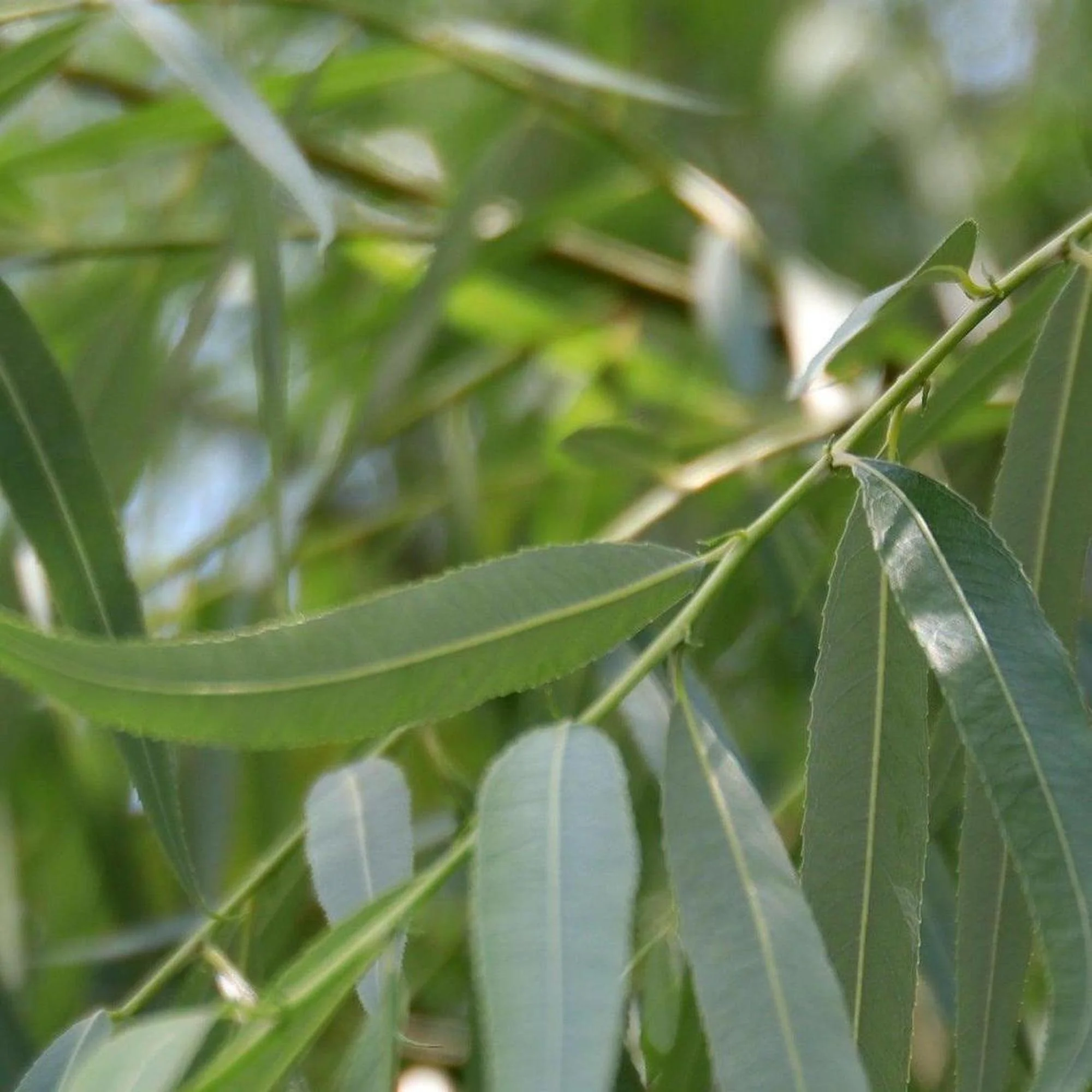 Broad Leaf Melaleuca - Melaleuca leucadendra 'Broad Leaf' - Image 2