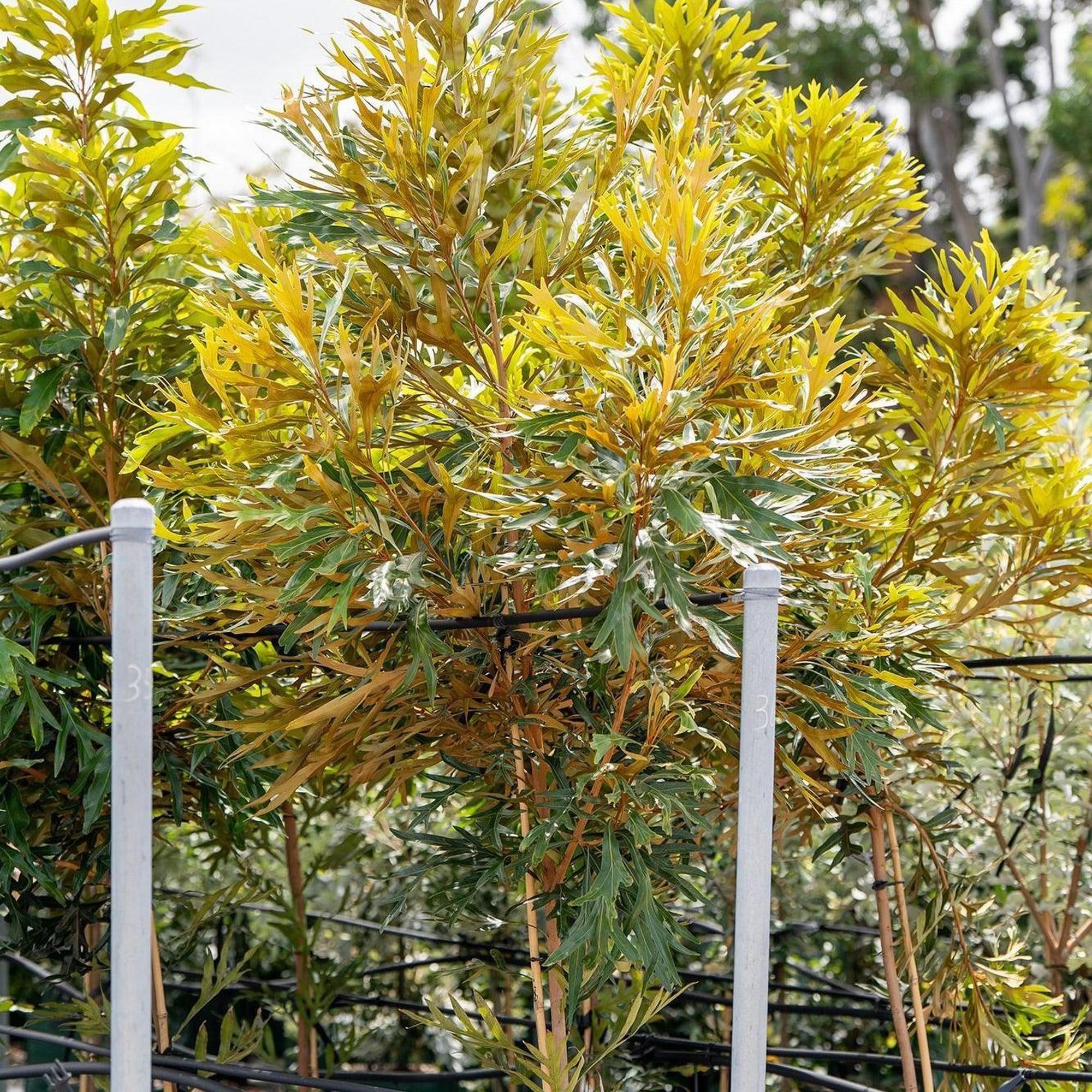 Brown Silky Oak - Grevillea baileyana - Image 2