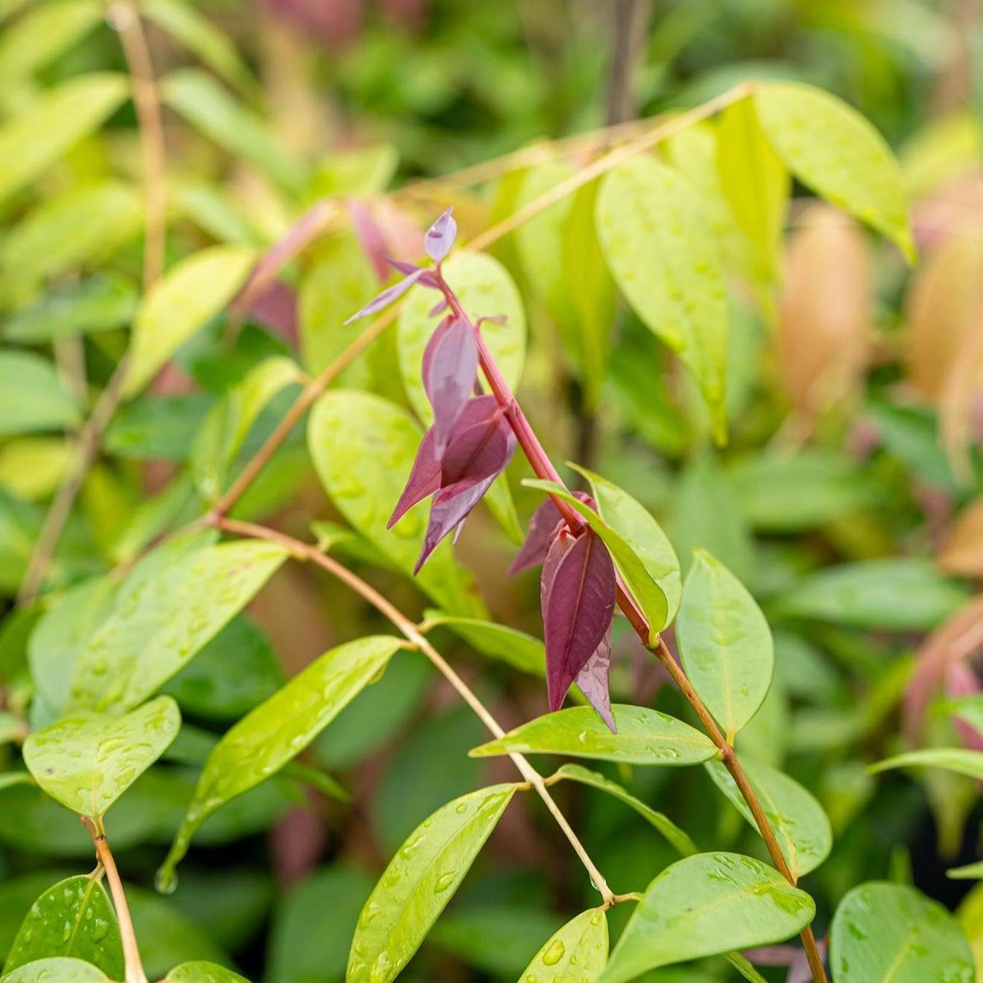 Cascade Lilly Pilly - Syzygium australe 'Cascade' - Image 3