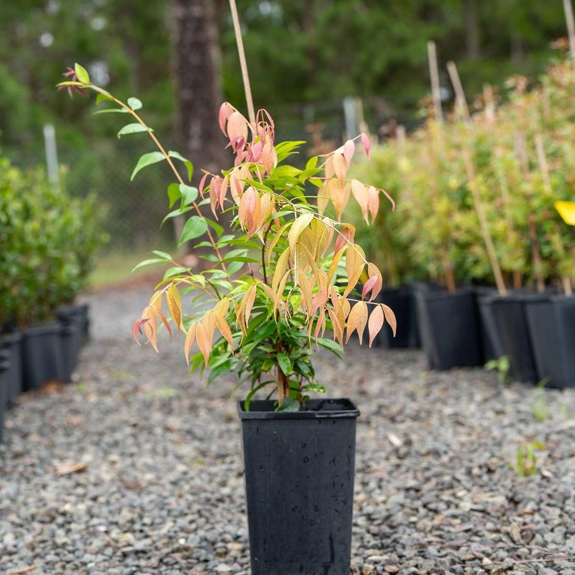Cascade Lilly Pilly - Syzygium australe 'Cascade' - Image 4