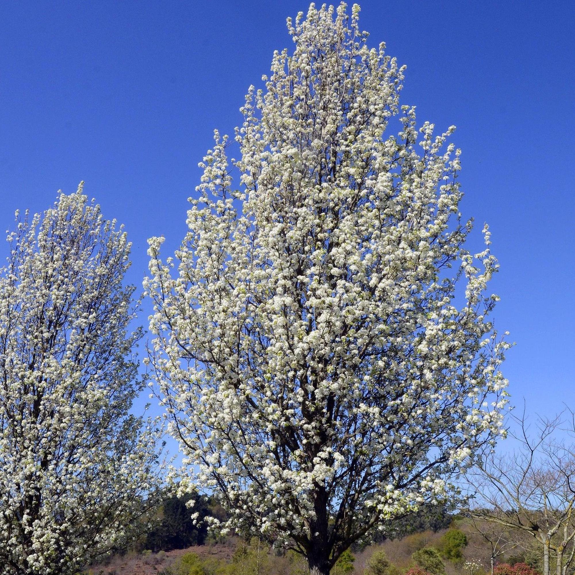 Chanticleer Pear - Pyrus calleryana 'Chanticleer' - Image 3