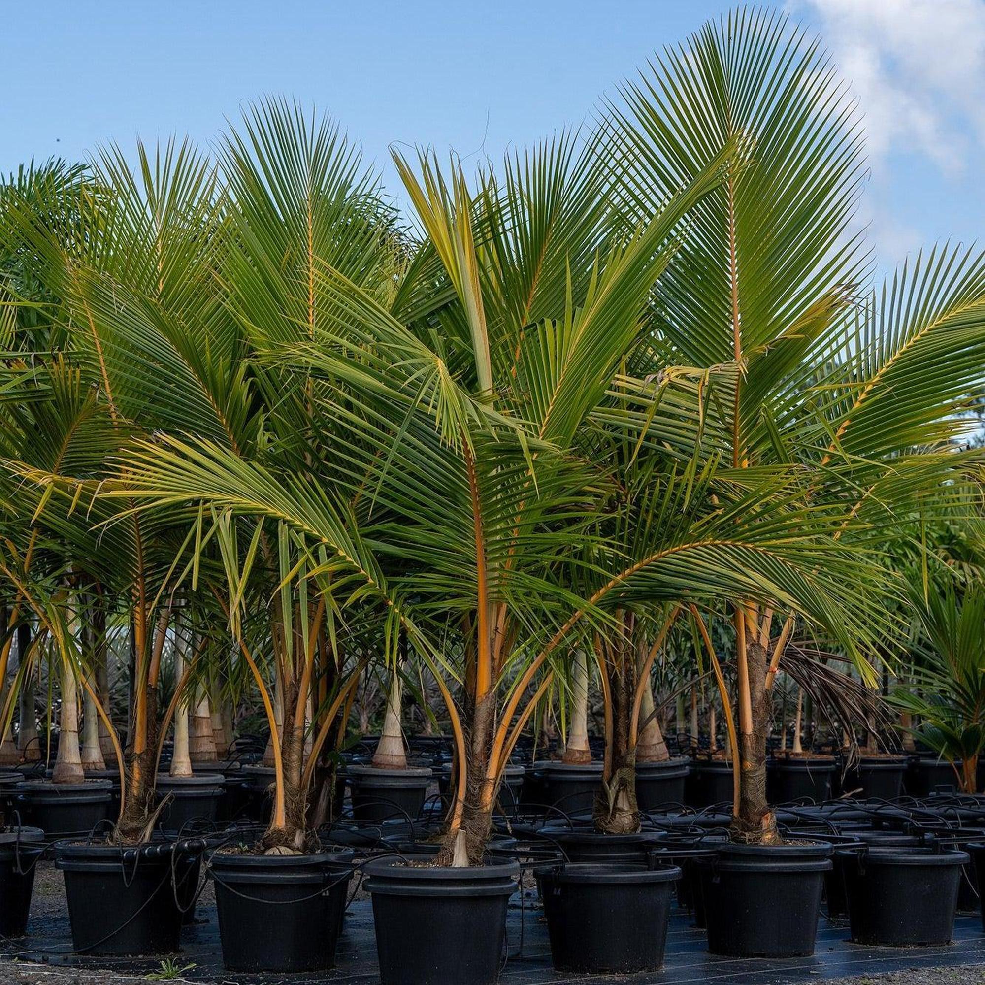Coconut Palm - Cocos nucifera - Image 2