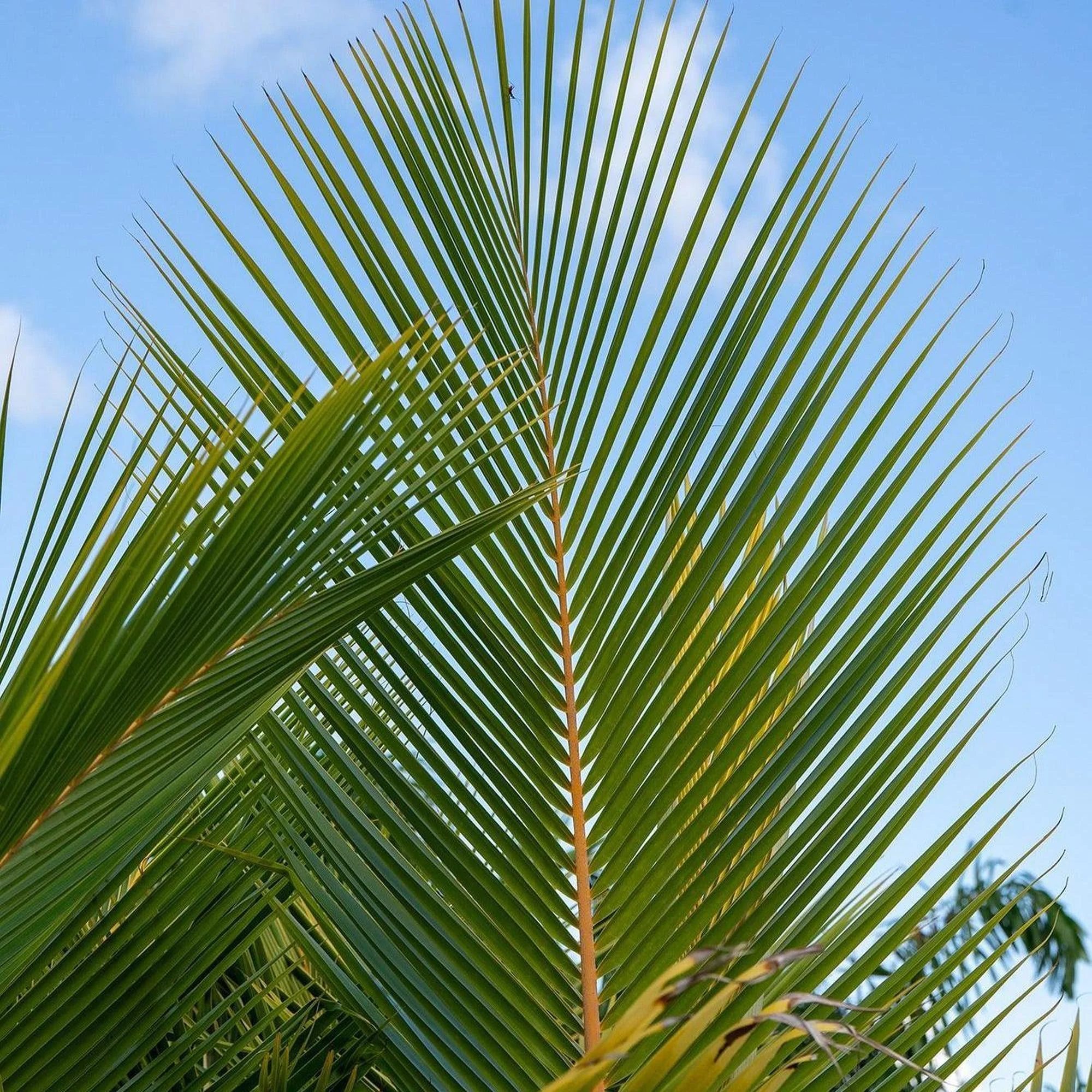 Coconut Palm - Cocos nucifera - Image 3