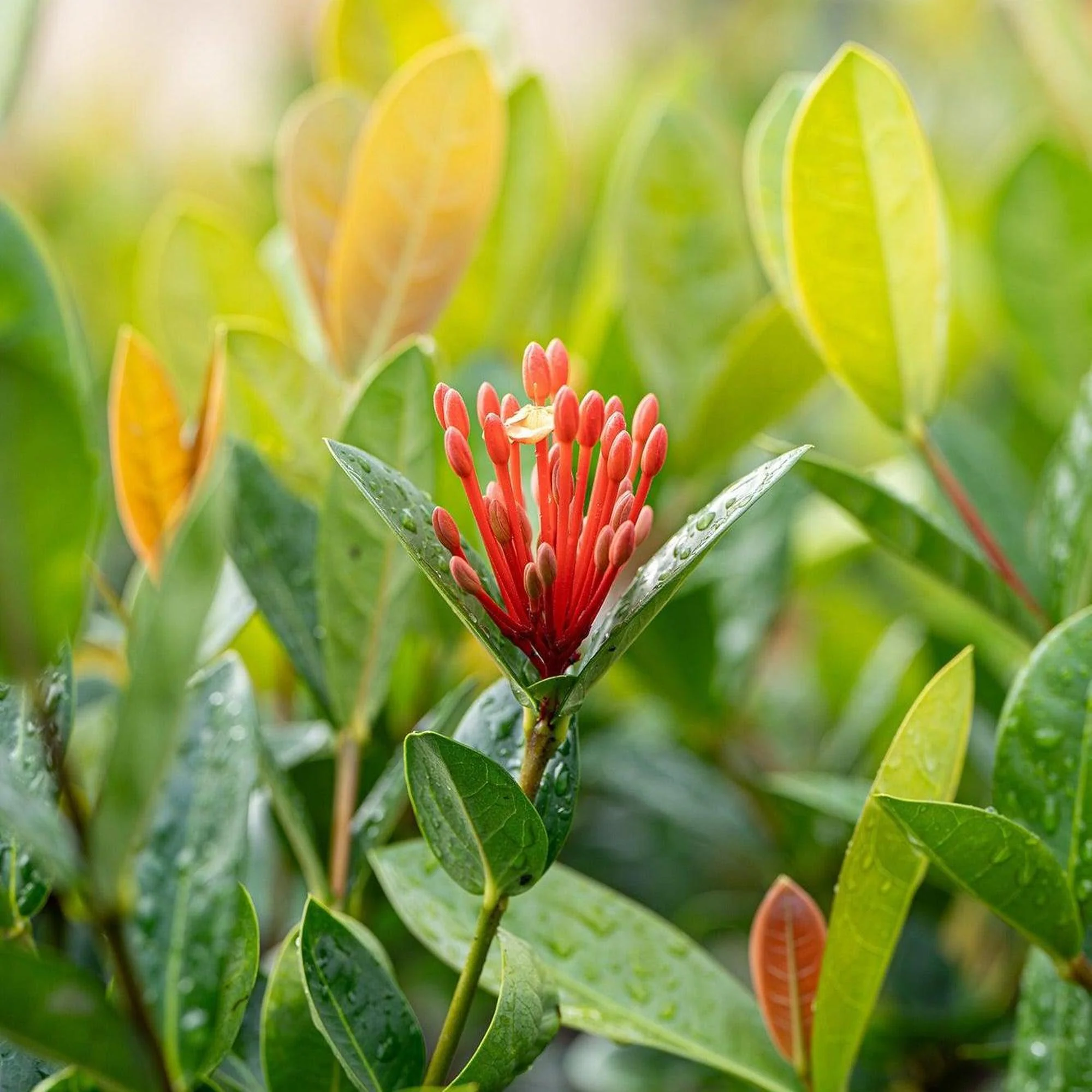 Compact Orange Ixora - Ixora chinensis 'Compact Orange' - Image 2