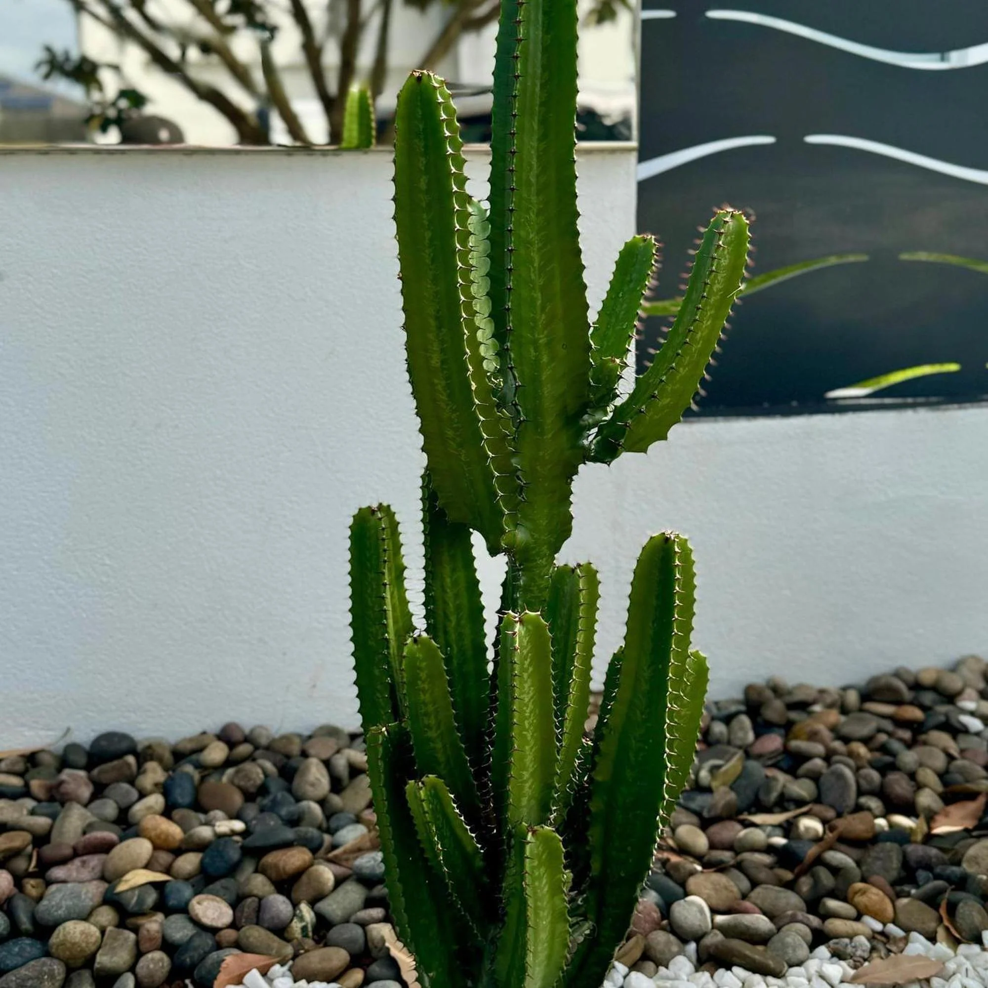Cowboy Cactus - Euphorbia acrurensis - Image 3
