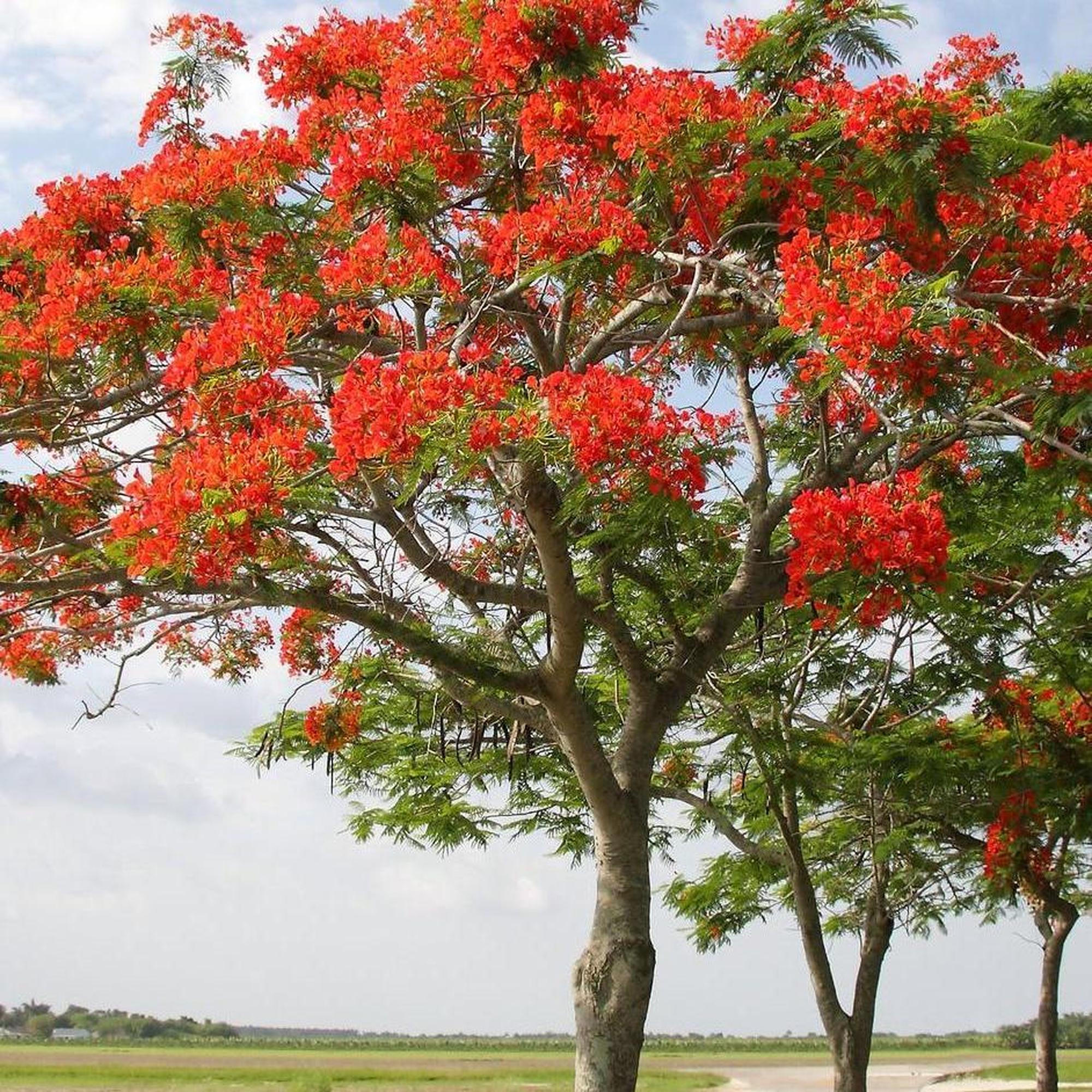 DELONIX regia (Royal Poinciana) - Ex Ground - Image 2
