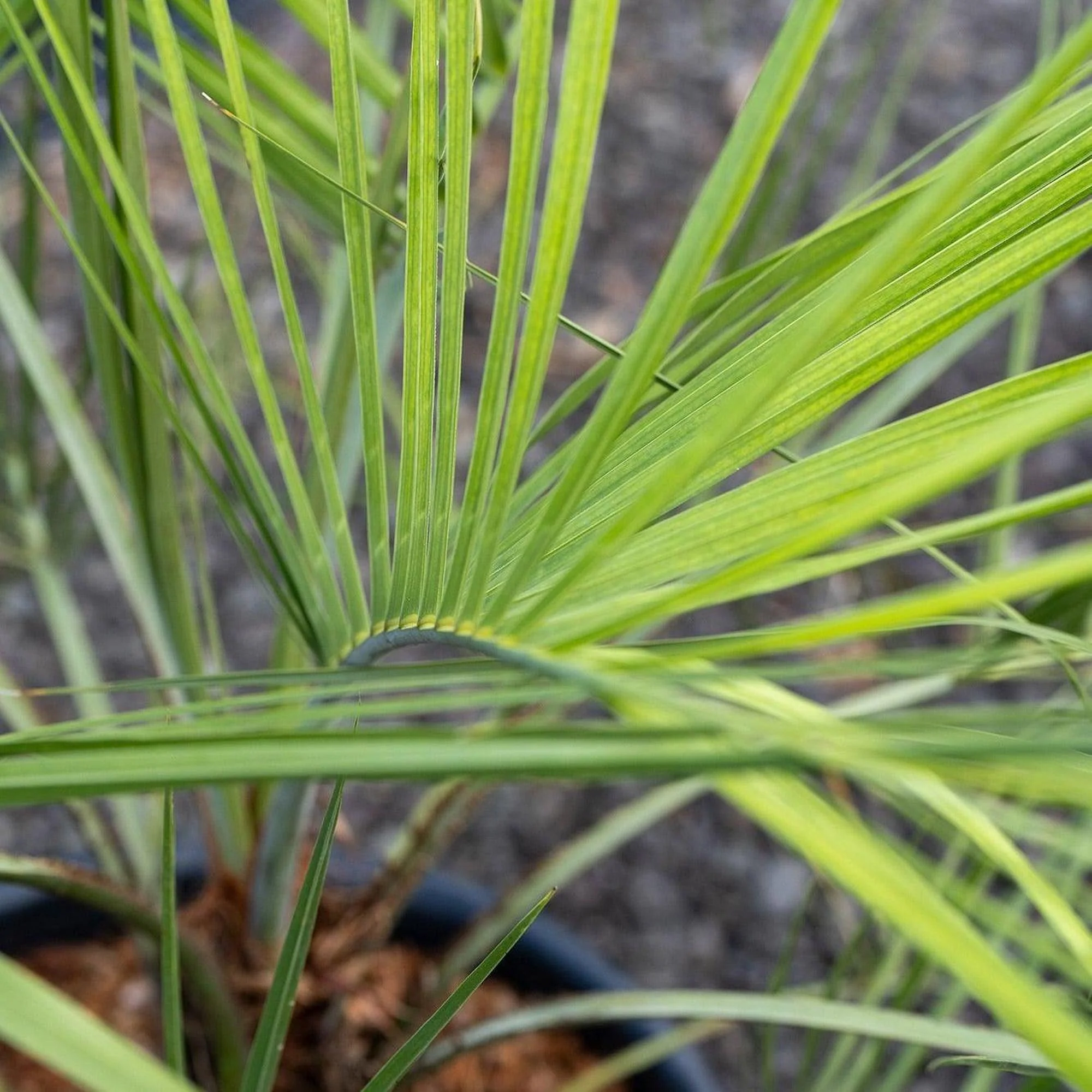 Dwarf Date Palm - Phoenix roebelenii - Image 3