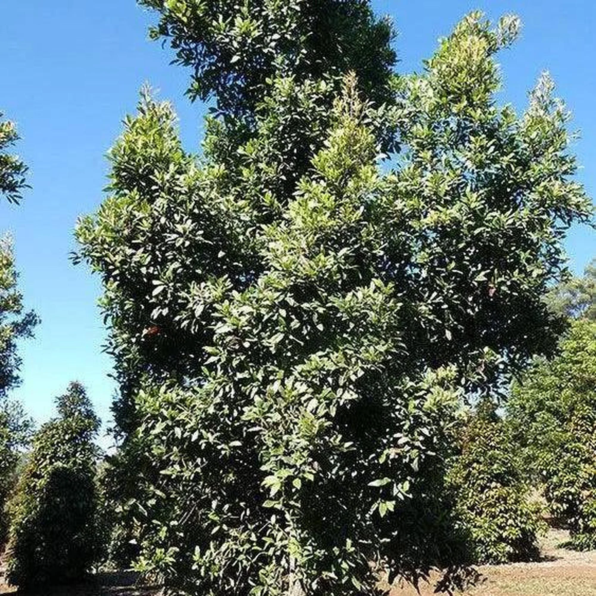ELAEOCARPUS reticulatus Prima Donna (Blueberry Ash) - Ex Ground - Image 2