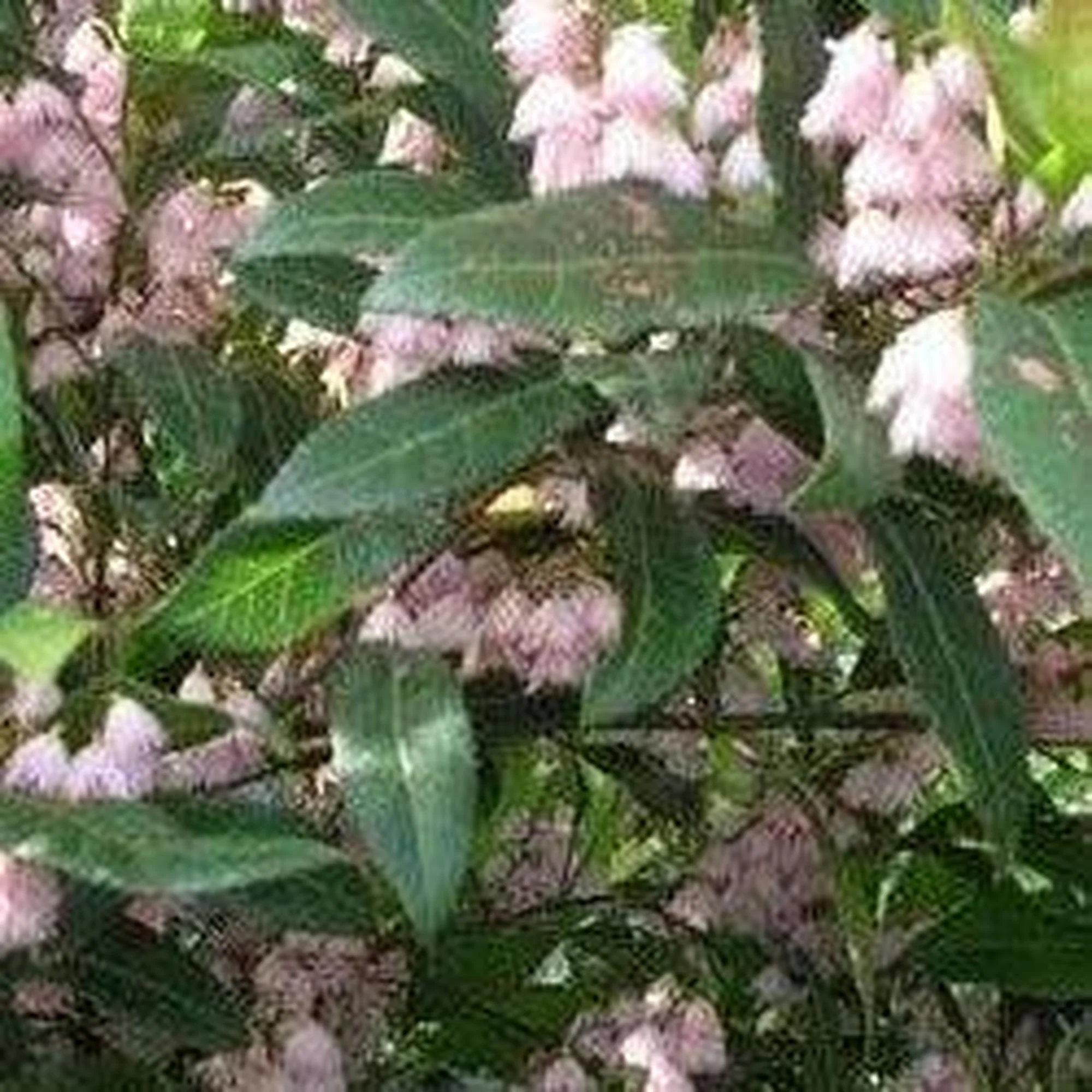 ELAEOCARPUS reticulatus Prima Donna (Blueberry Ash) - Ex Ground - Image 3