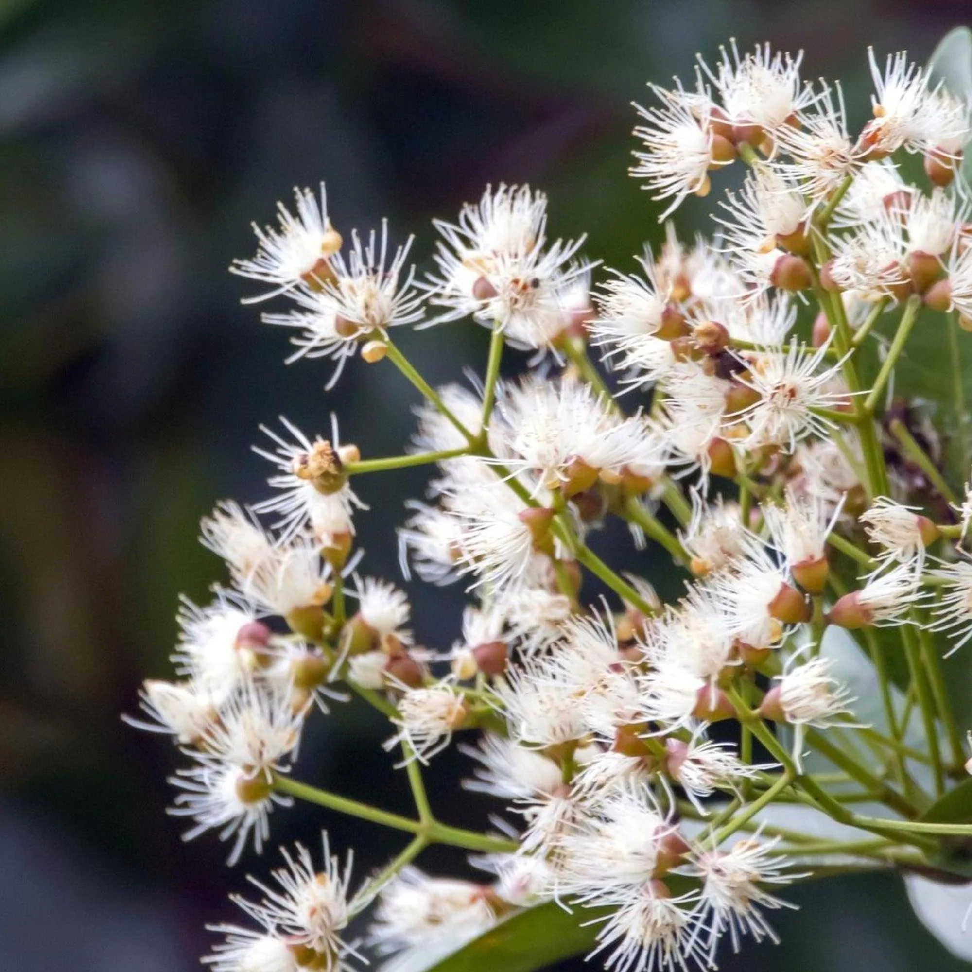 Elite Lilly Pilly - Syzygium australe 'Elite' - Image 2