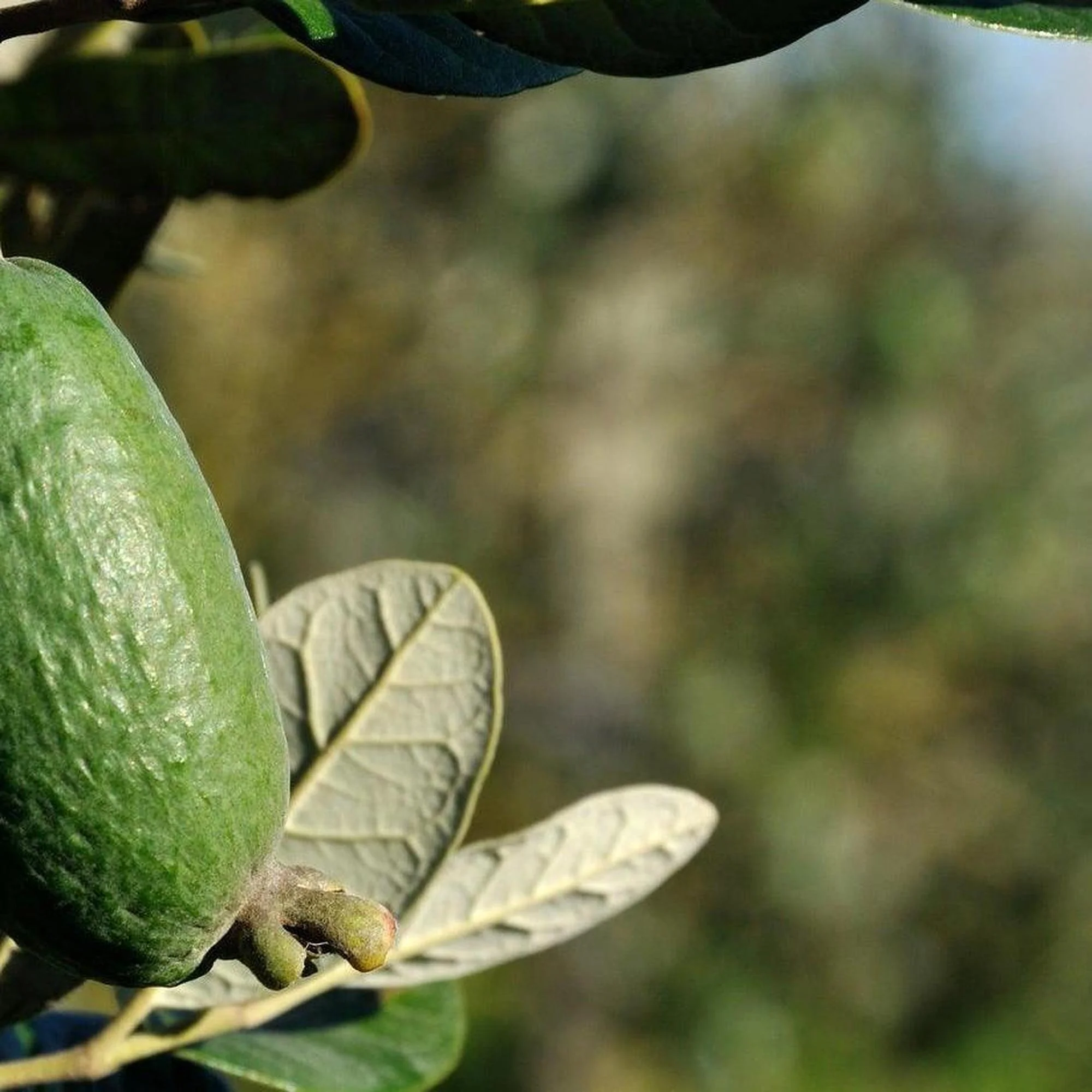 Feijoa - White Goose Acca sellowiana