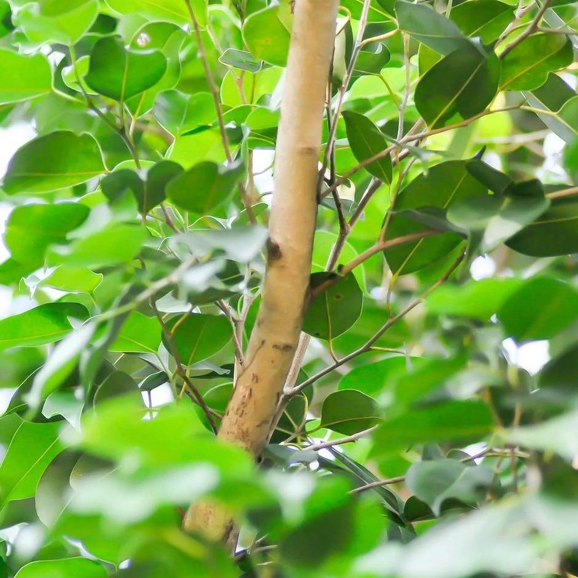 FICUS benjamina (Weeping Fig) - Ex Ground - Image 2