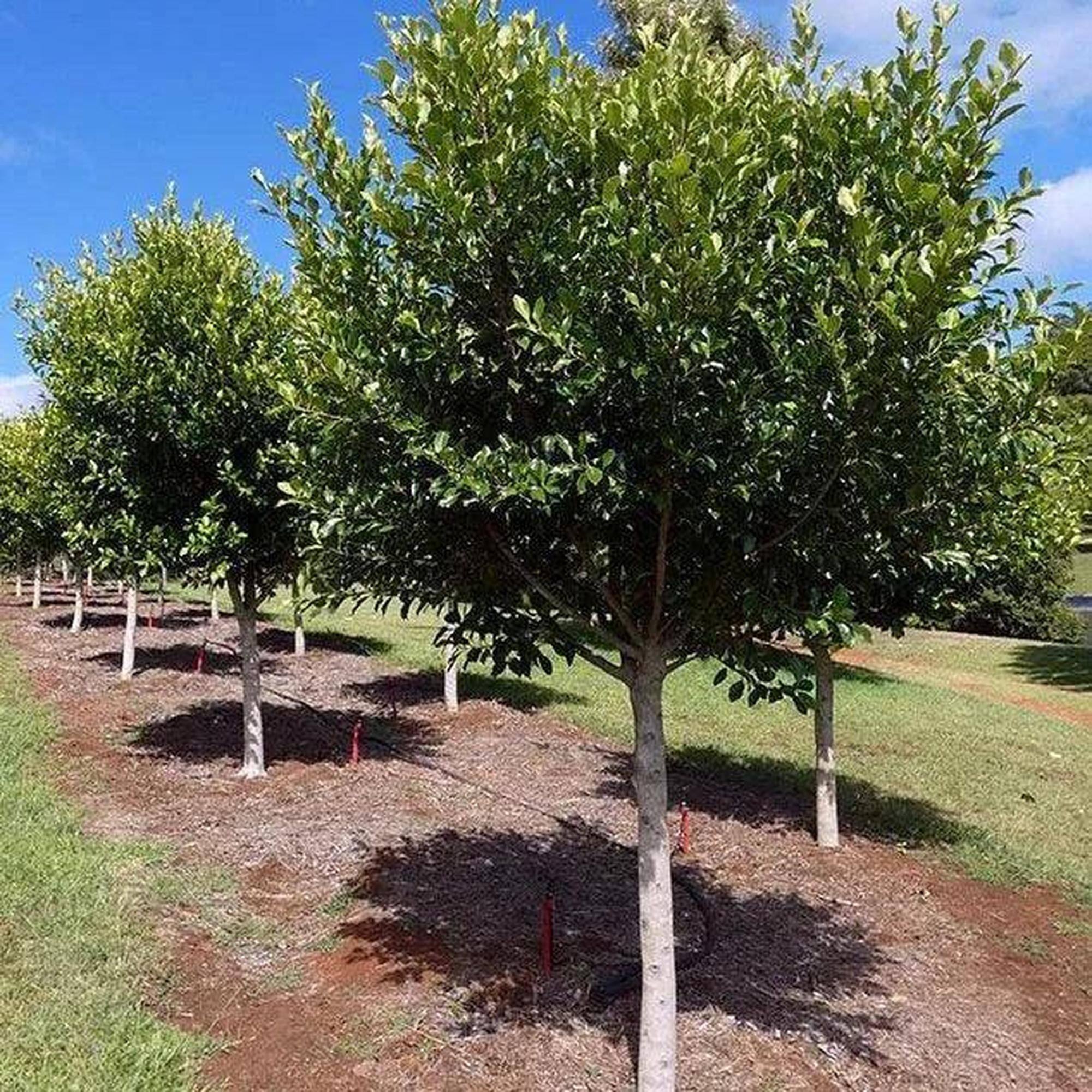 FICUS microcarpa hillii (Ficus Hilii Flash) - Ex Ground - Image 2