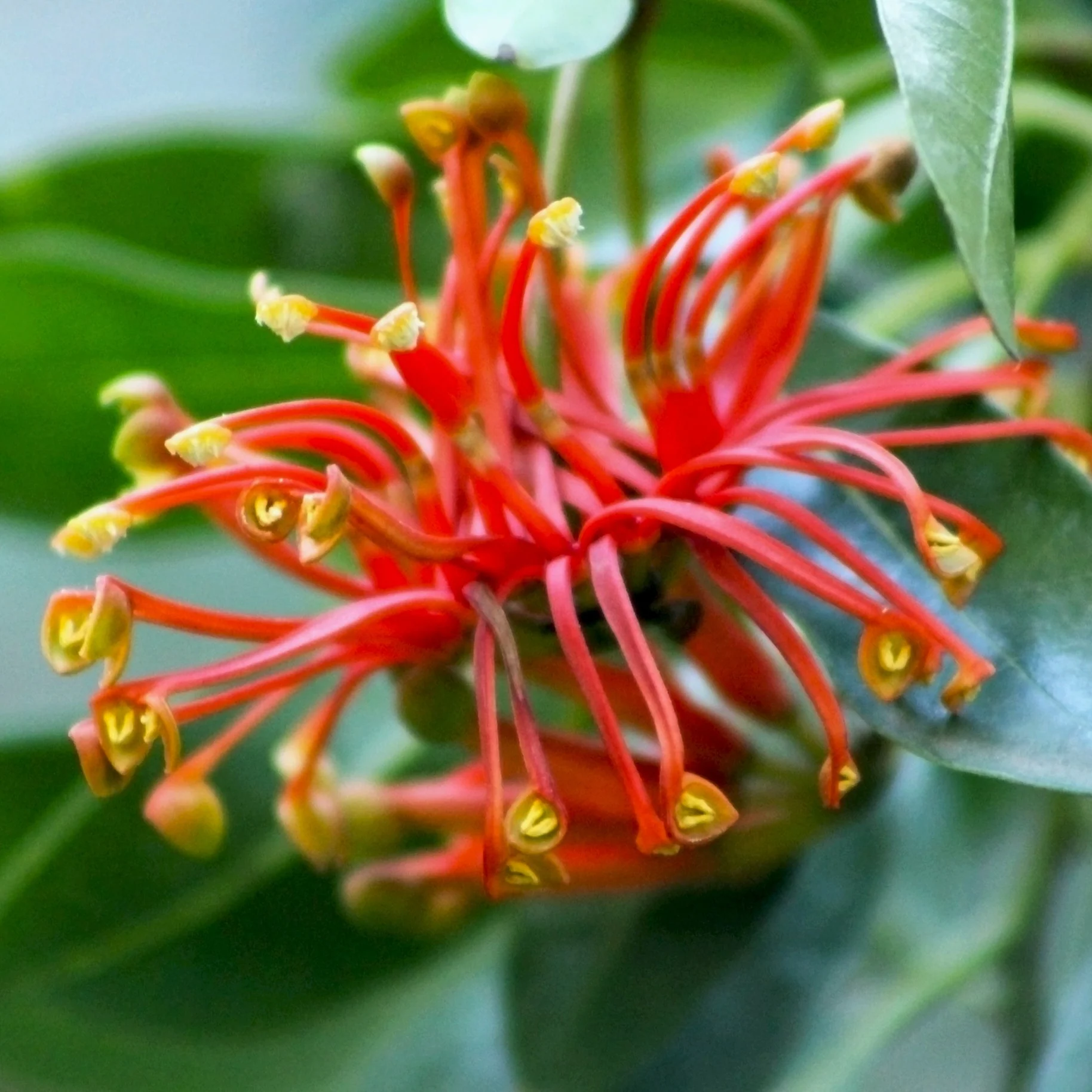 Firewheel Tree - Stenocarpus sinuatus - Image 2