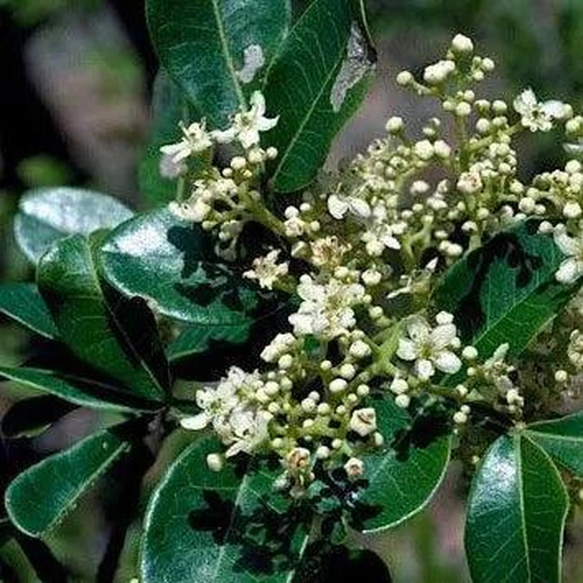 FLINDERSIA collina (Leopard Ash) - Ex Ground - Image 2