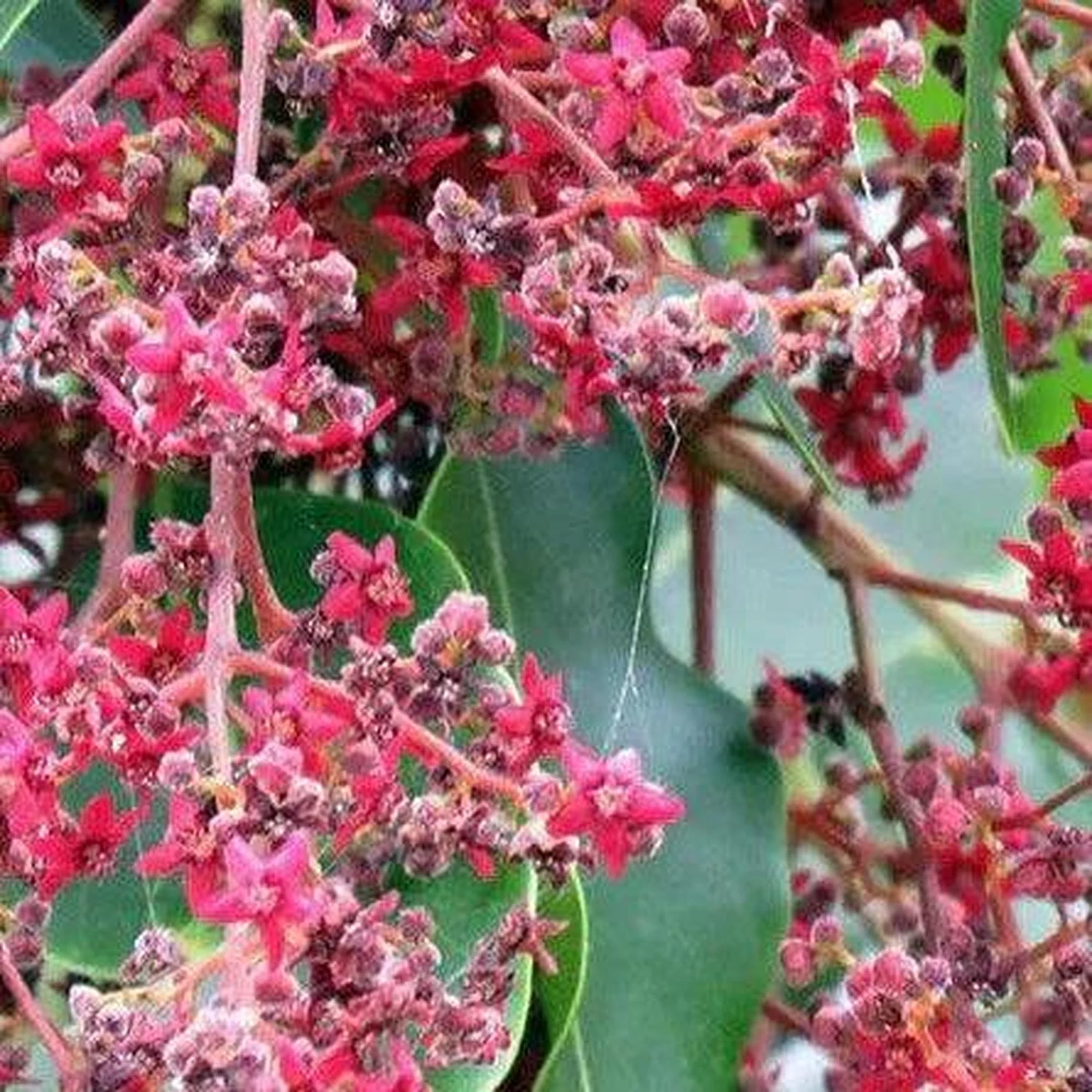 Flindersia pimenteliana (Rose Silkwood) - Ex Ground - Image 2