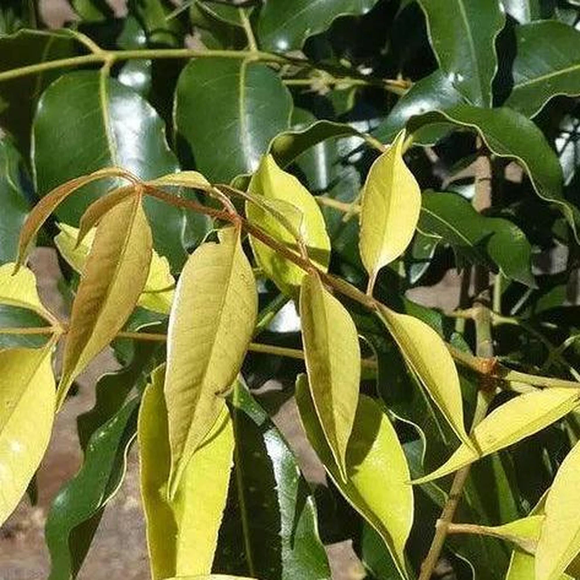 Flindersia pimenteliana (Rose Silkwood) - Ex Ground - Image 3