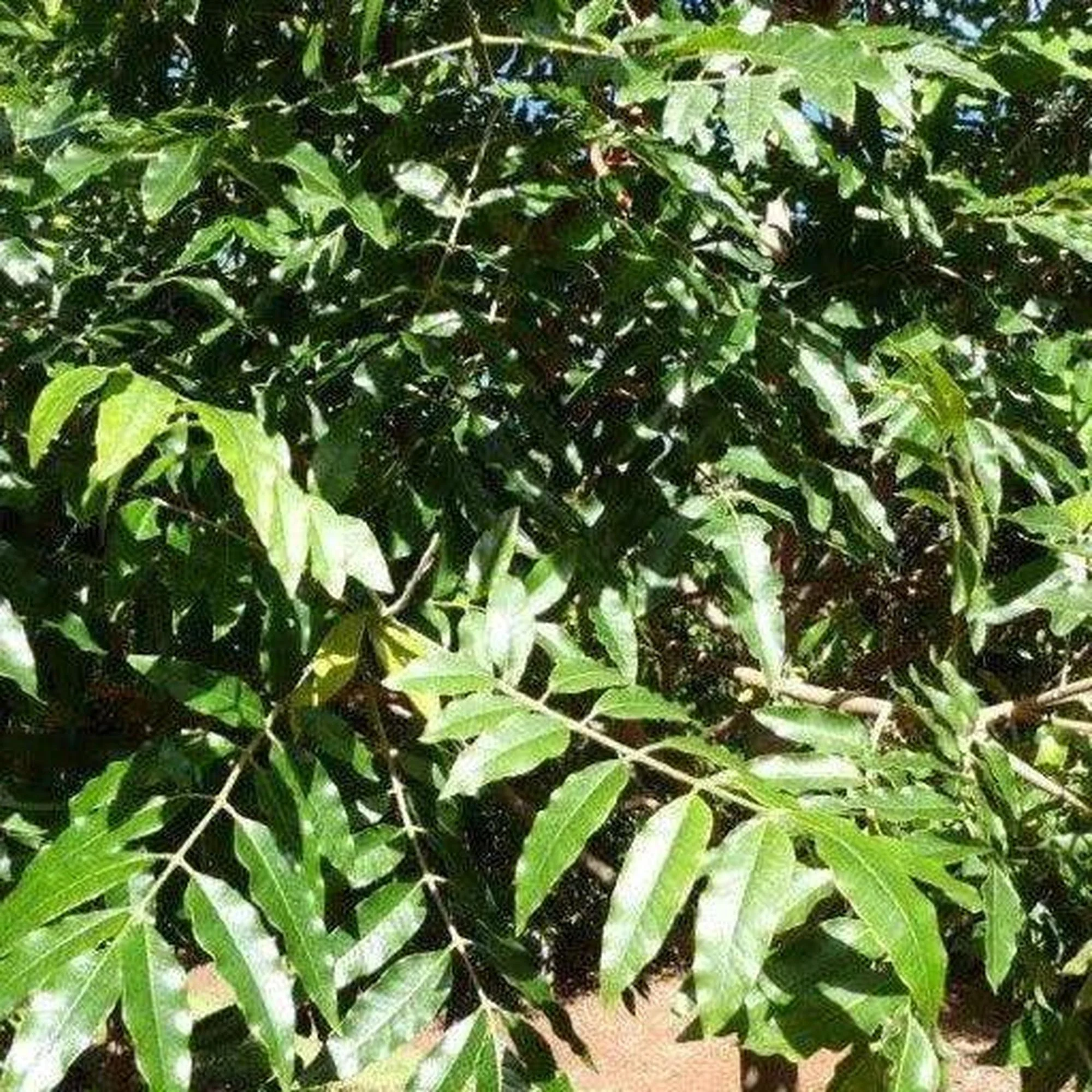 FLINDERSIA xanthoxyla (Yellow Ash) - Ex Ground - Image 2