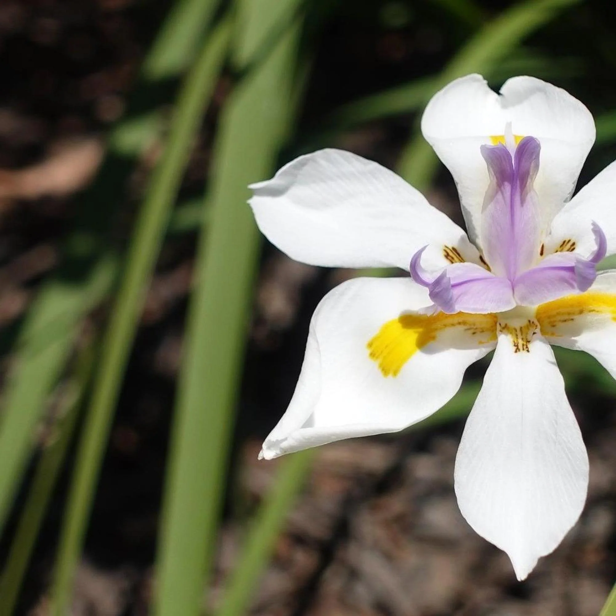 Fortnight Lily - Dietes iridioides 'White Tiger'