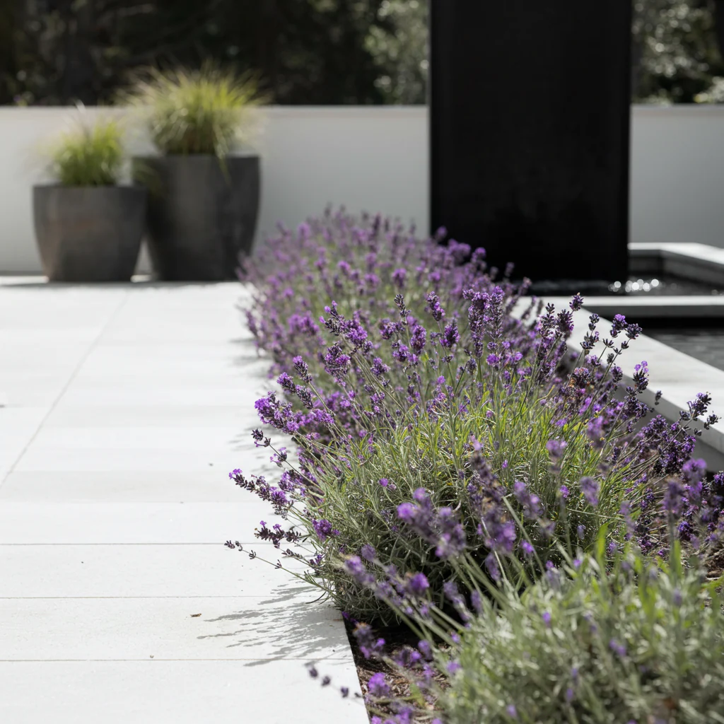 French Lavender - Lavandula dentata - Image 3