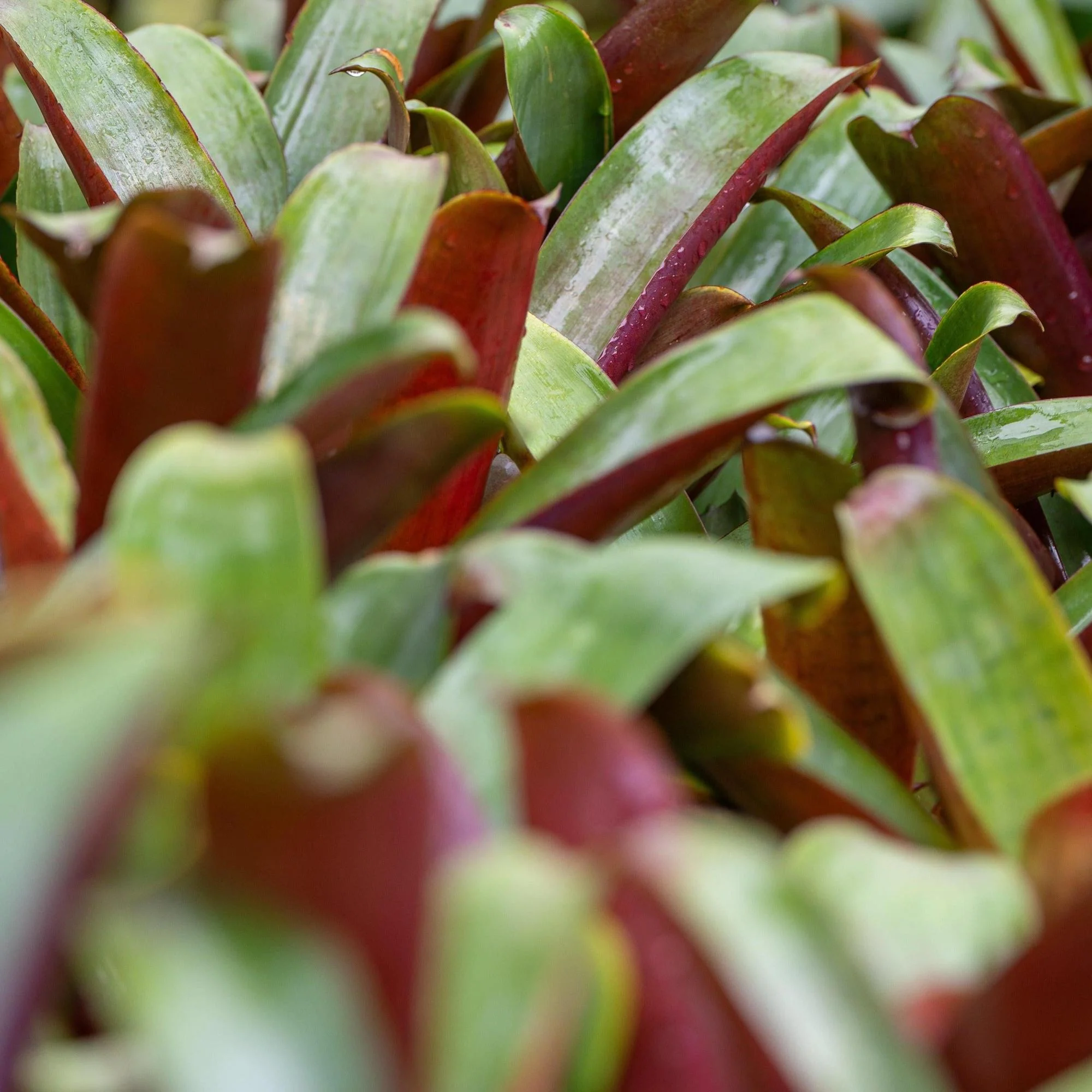 Giant Silver Plum Bromeliad - Aechmea fasciata 'Silver Plum' - Image 3