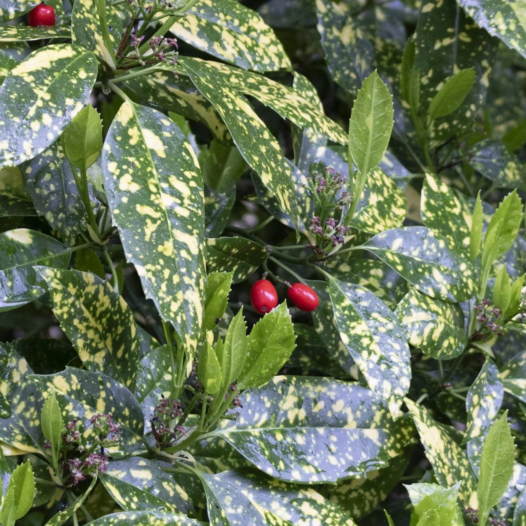 Gold Dust Tree - Aucuba japonica variegata
