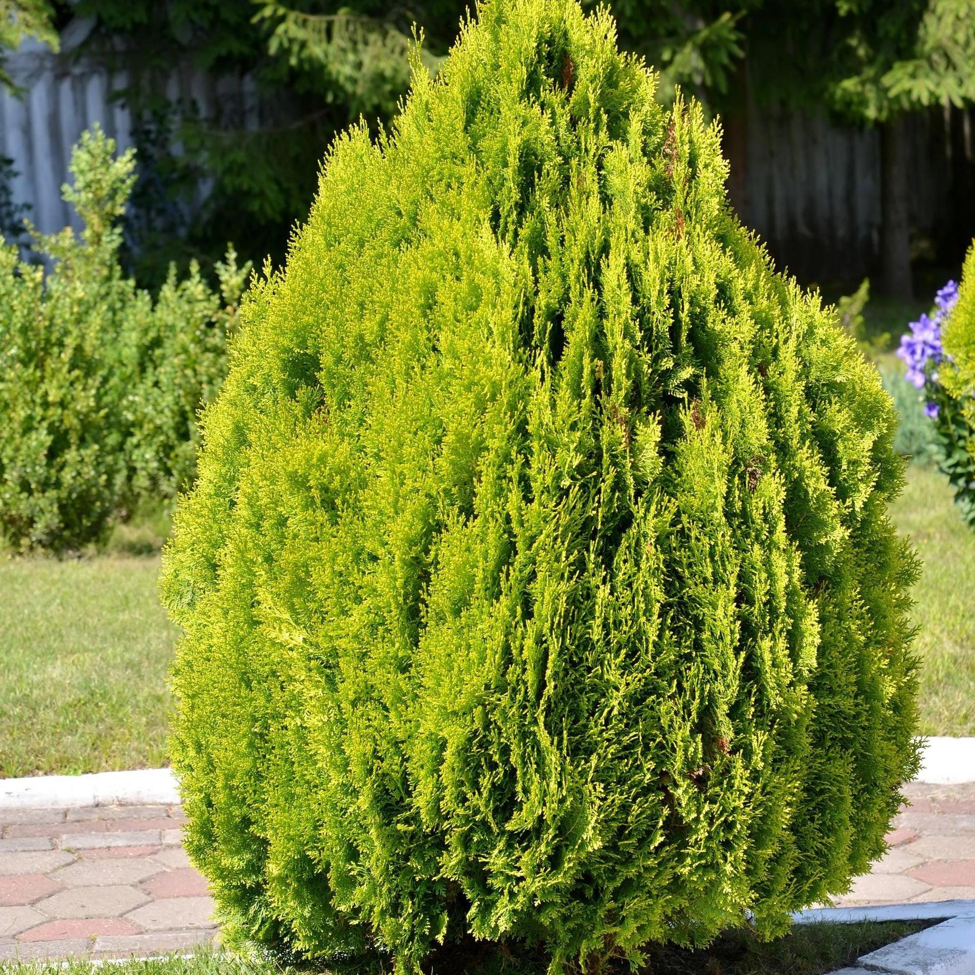 Golden Biota - Thuja orientalis 'Nana Aurea' - Image 2