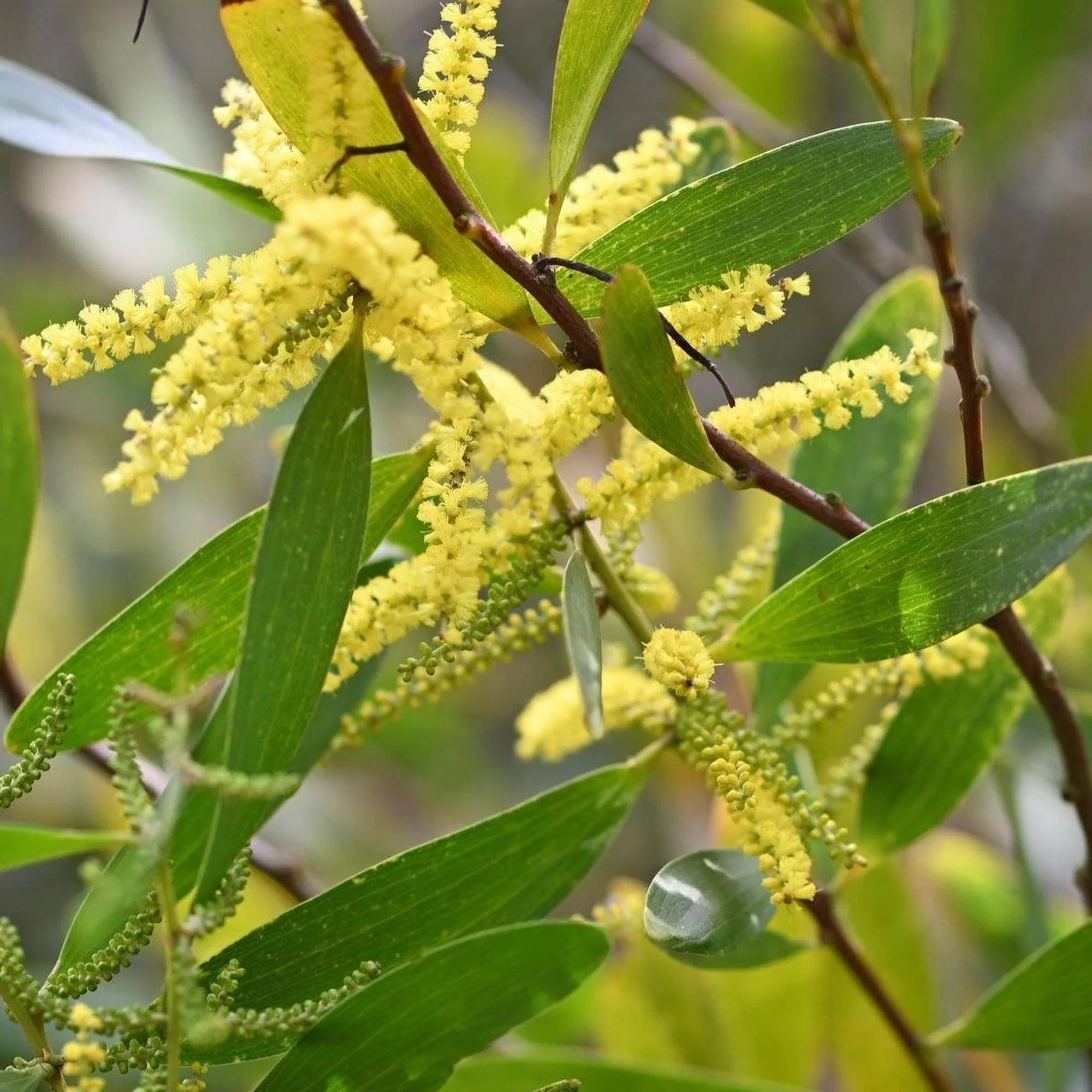 Golden Wattle - Acacia pycnantha - Image 2