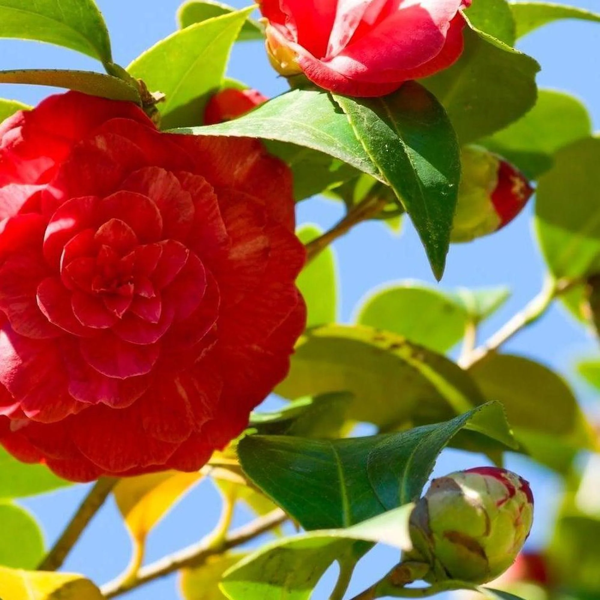 Great Eastern Camellia - Camellia japonica 'Great Eastern'