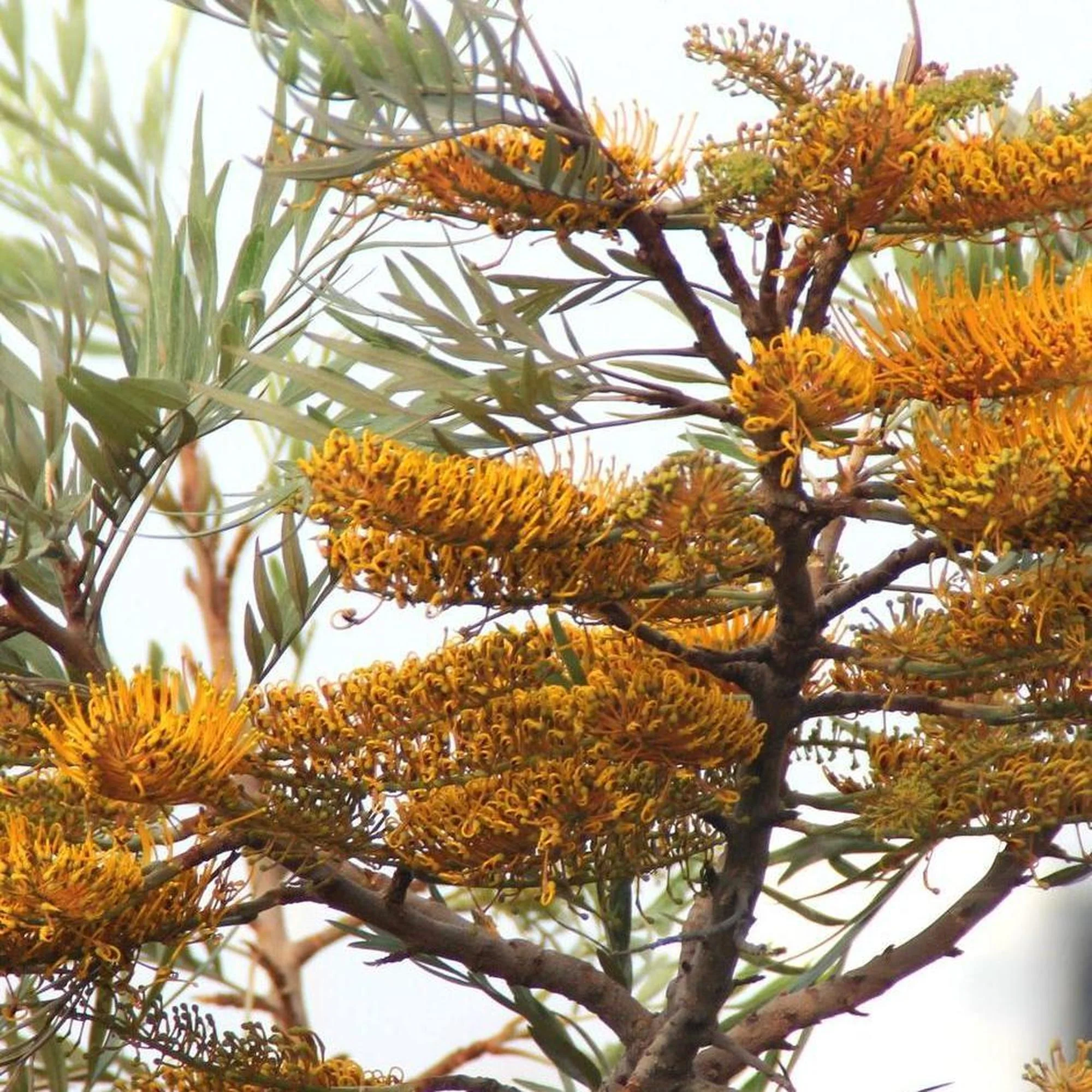 GREVILLEA robusta (Silky Oak) - Ex Ground - Image 2