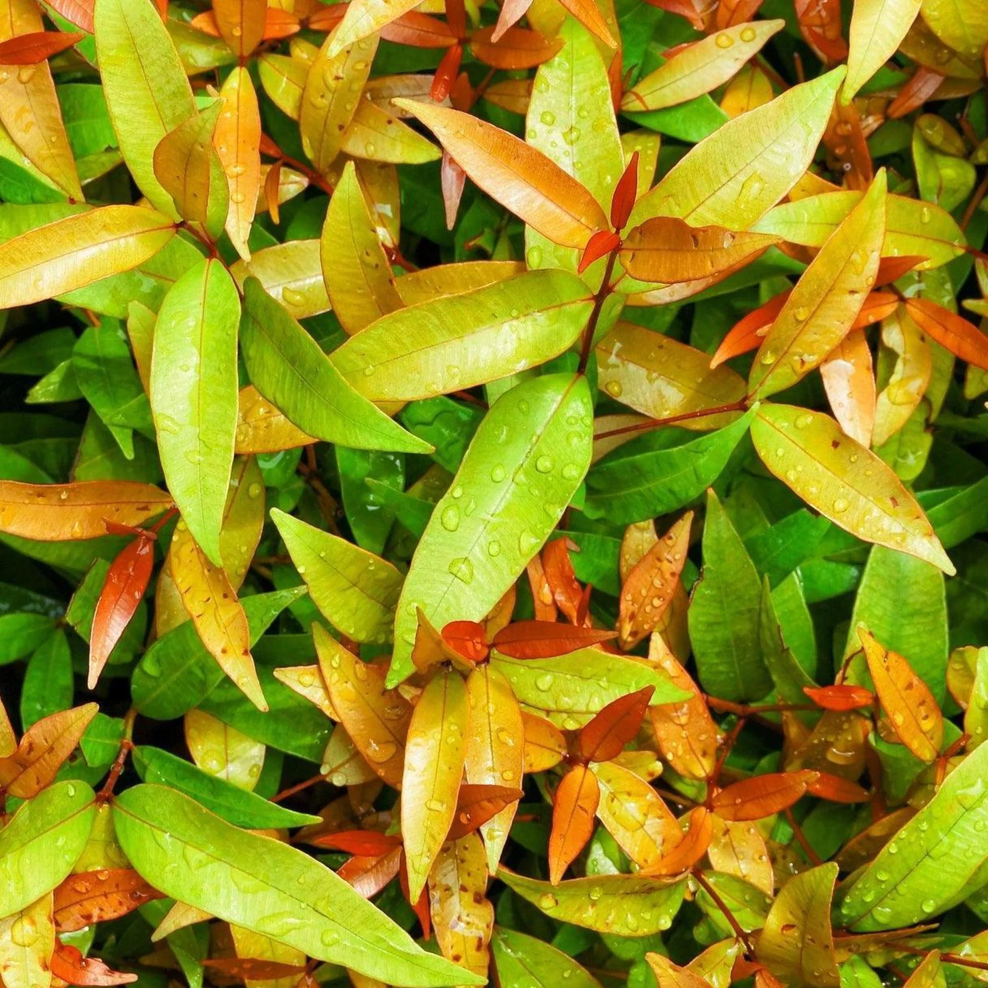 Hinterland Gold Lilly Pilly - Syzygium australe 'Hinterland Gold' - Image 2