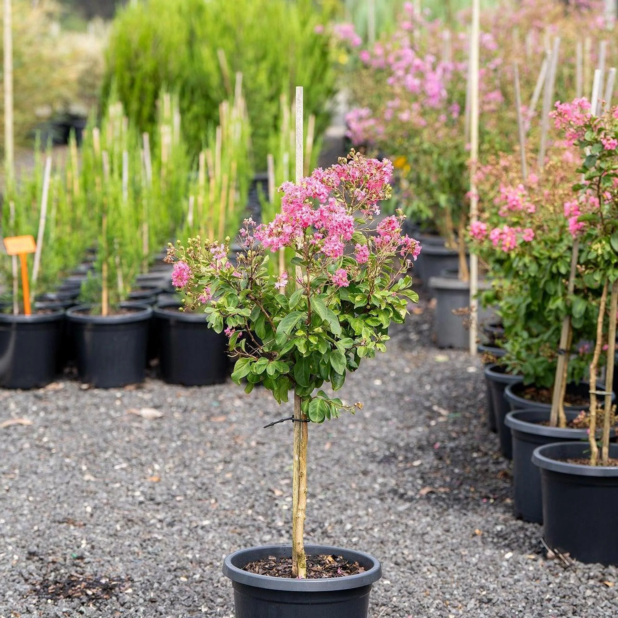 Hopi Crepe Myrtle - Lagerstroemia 'Hopi' - Image 2