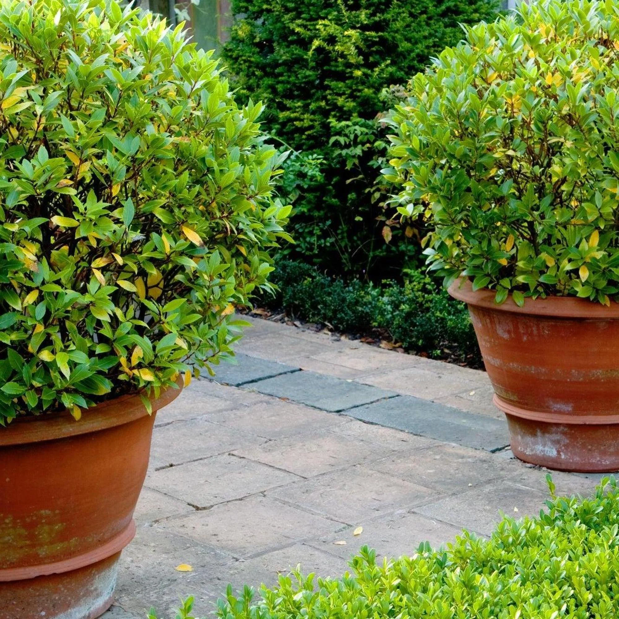 Japanese Box - Buxus microphylla Faulkner 'Dwarf'